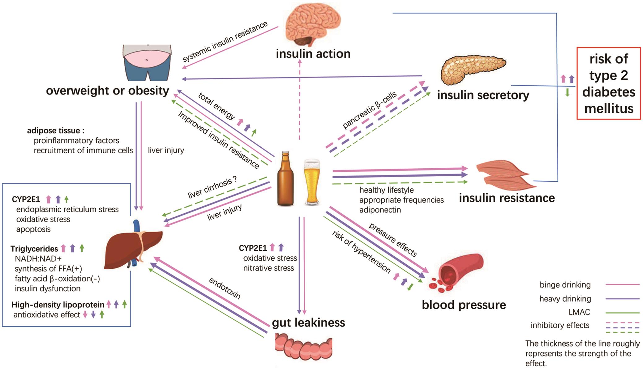 Relationship between alcohol consumption and metabolic dysfunctions.