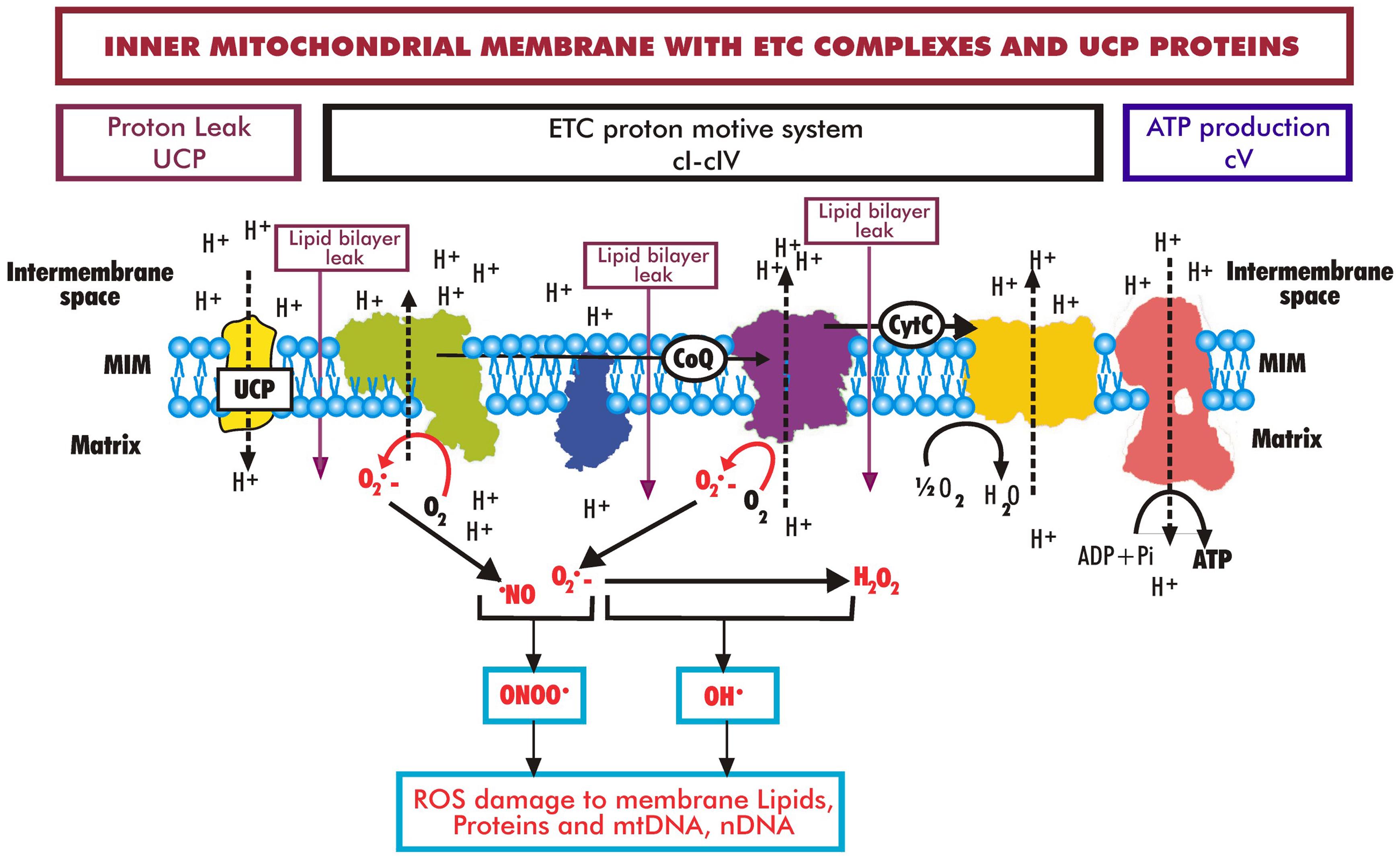 The formation of reactive oxygen species (ROS) and nitrogen species (RNS) at the inner surface of the mitochondrial inner membrane (MIM).