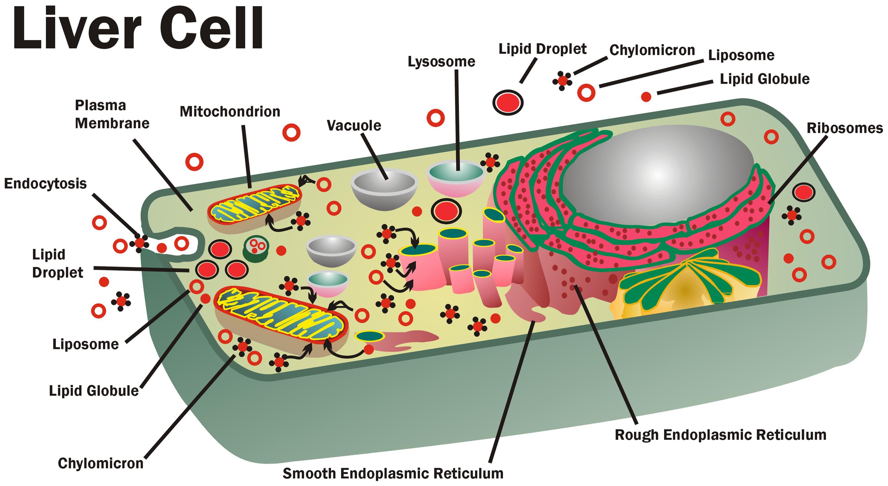 Membrane GPLs are located in various membrane and lipid structures inside and outside cells. The example shown here is a liver cell.