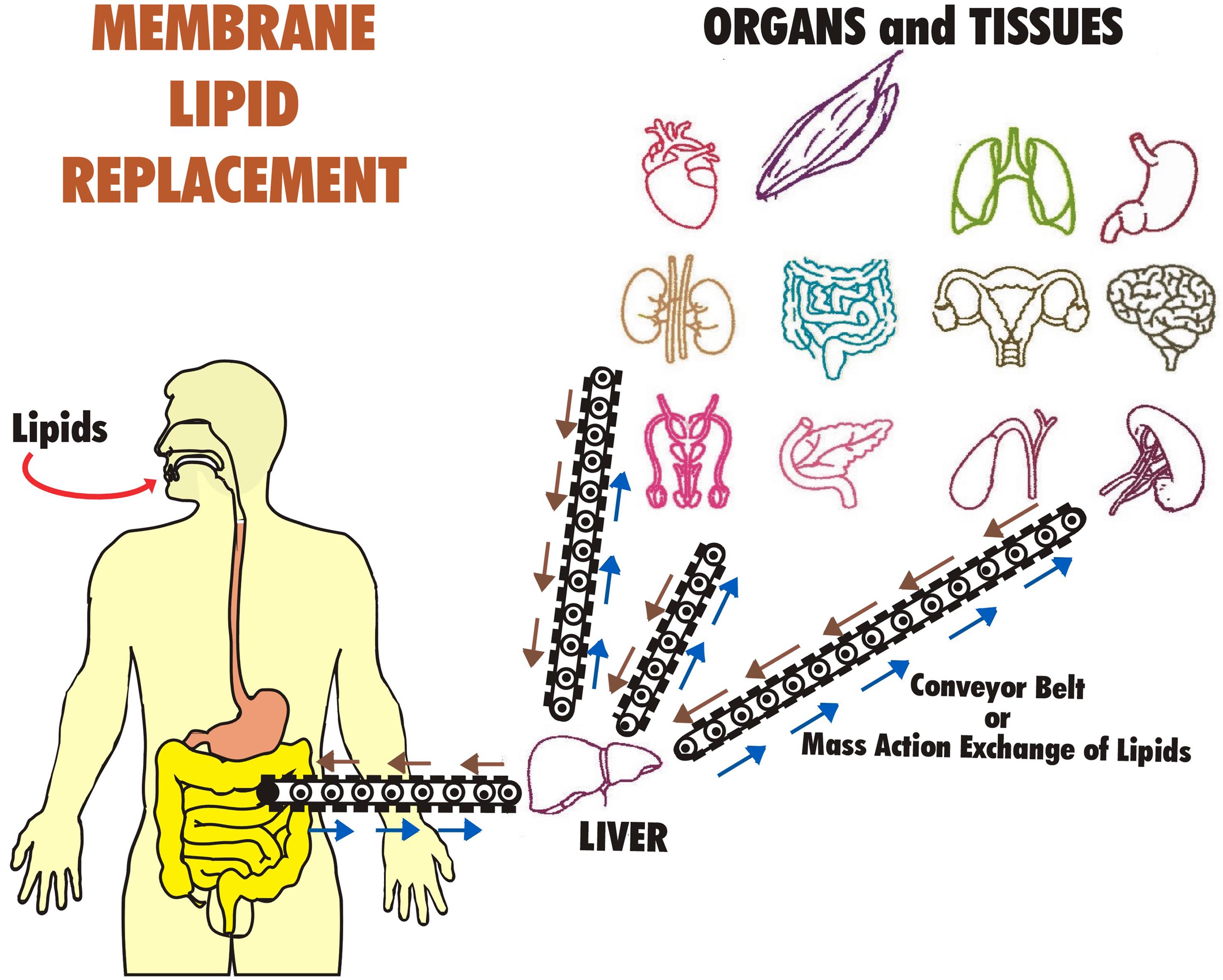 The “mass action” or “bulk flow” mechanism of lipid transport acts like a conveyor belt system that drives undamaged glycerophospholipids (GPL) from the gastrointestinal system (small intestine) into the blood circulation (portal vein) within lipoproteins, lipid globules, and other lipid structures for delivery primarily to the liver and then to other organs and tissues.