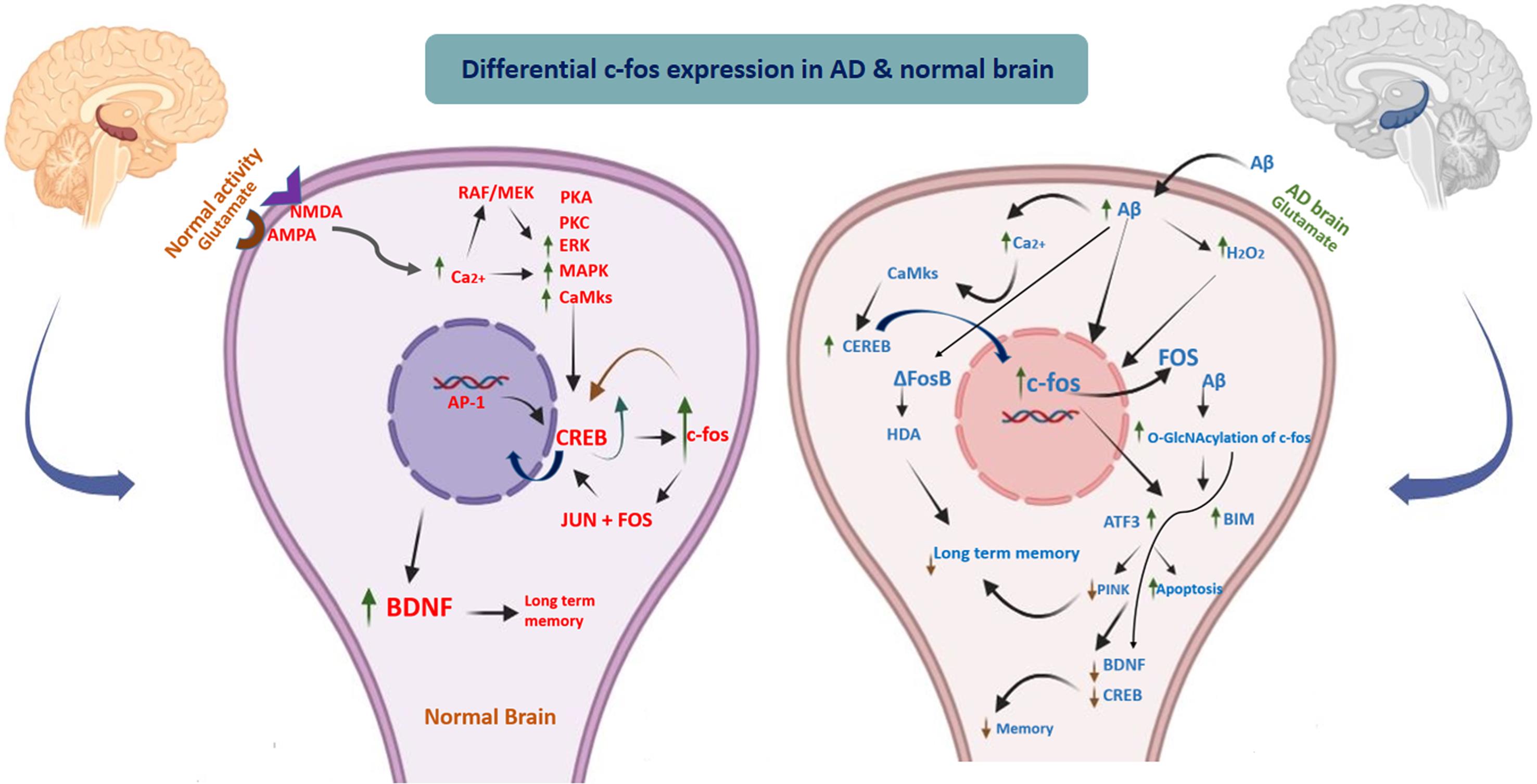 Proposed mechanisms by which c-Fos contribute to neuroprotection or neurodegeneration outcome in hippocampus.