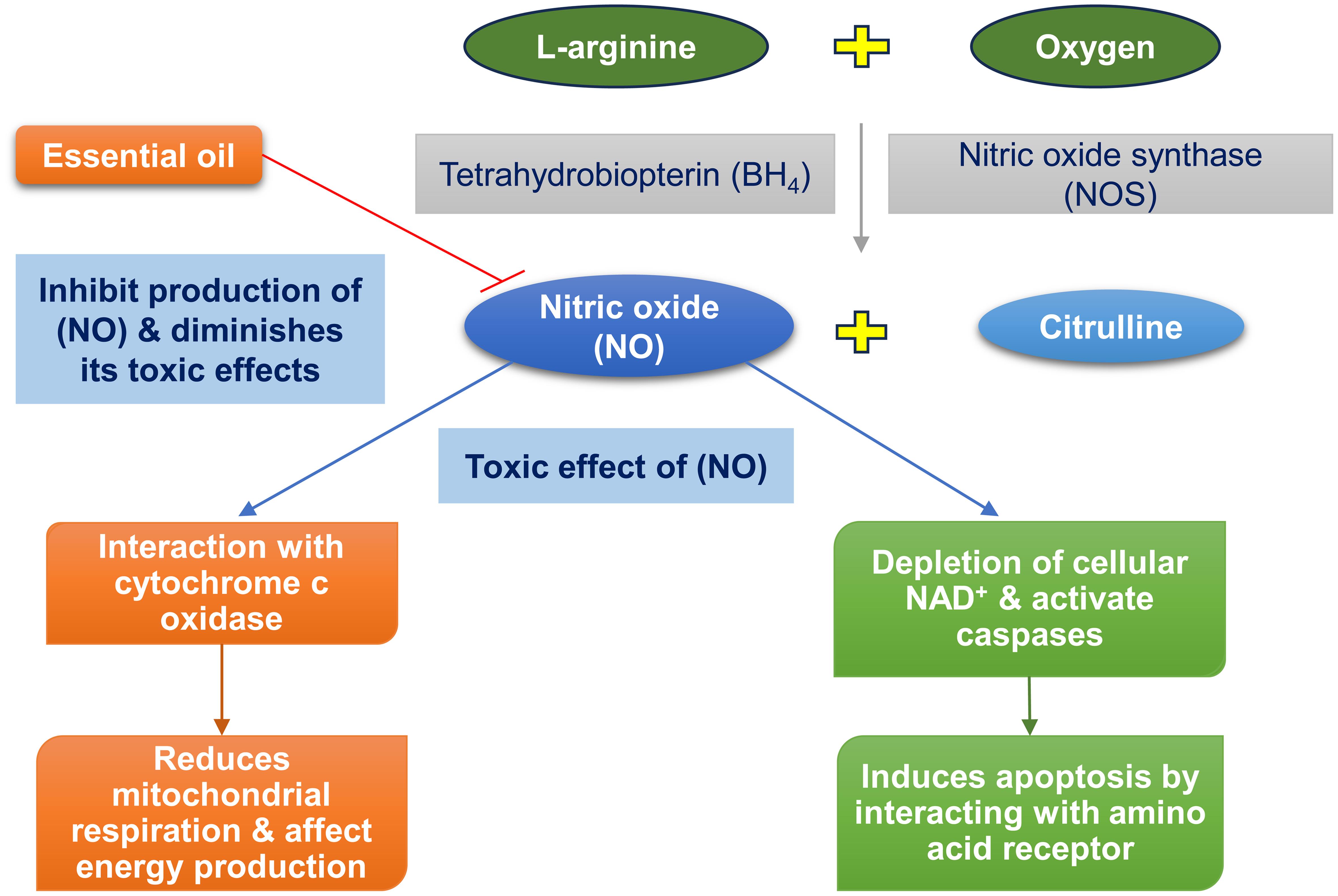 Function of nitric oxide and role of essential oil.