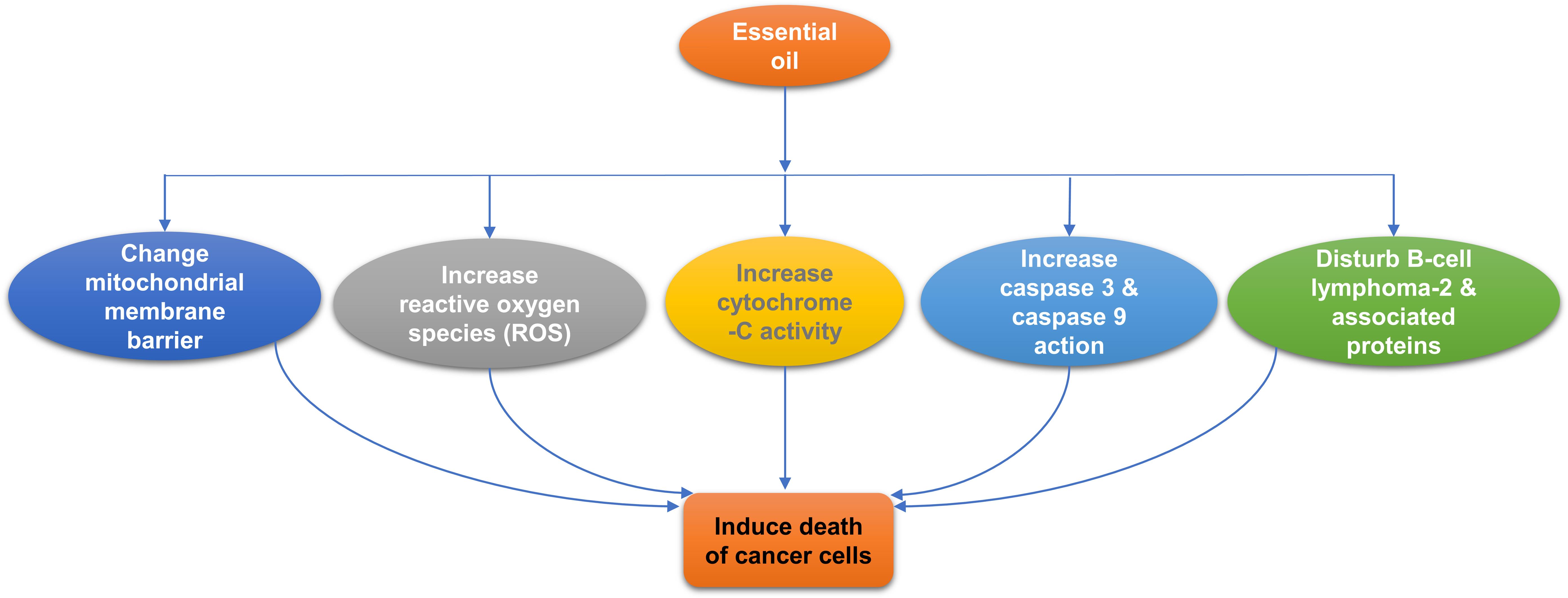 Mechanism of induction of cancer cells death by essential oils.