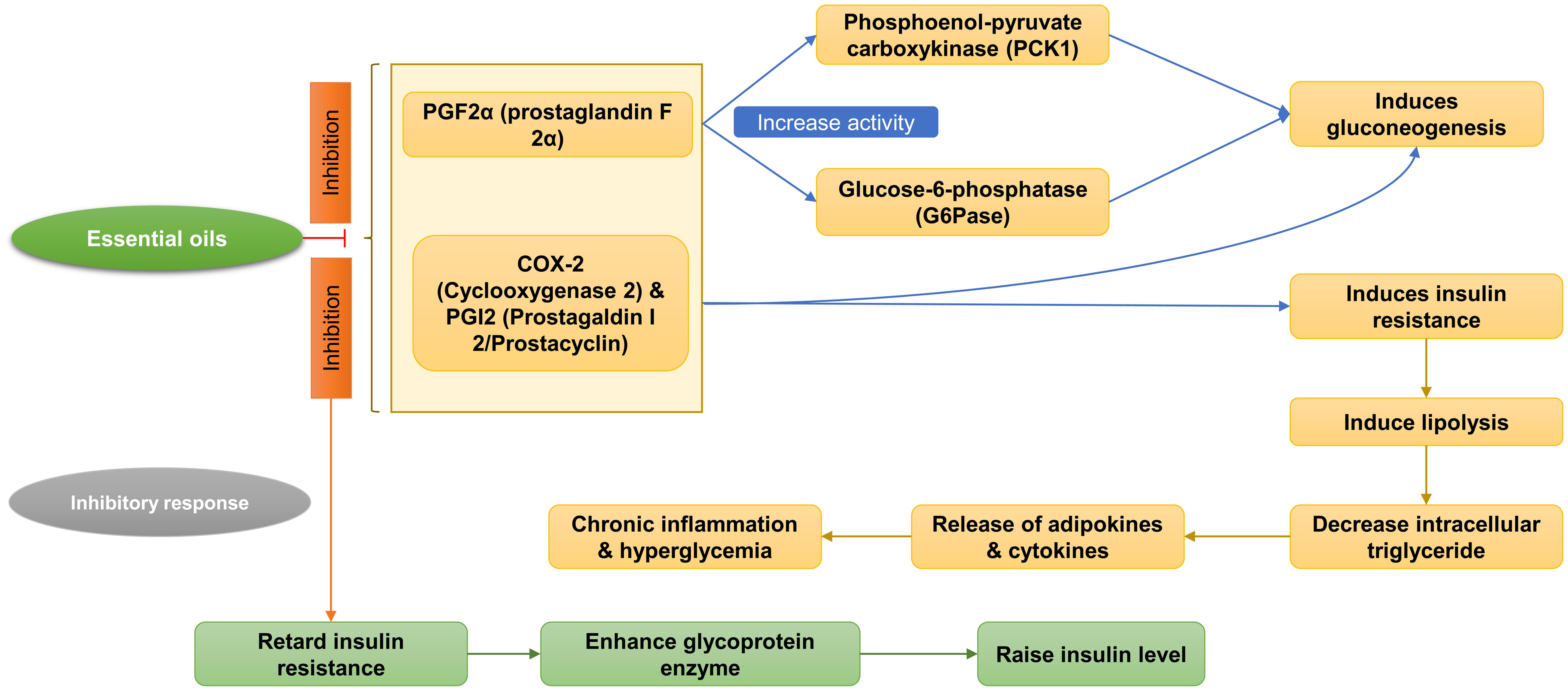 Anti-diabetic mechanism of essential oils via inhibition of prostaglandins.