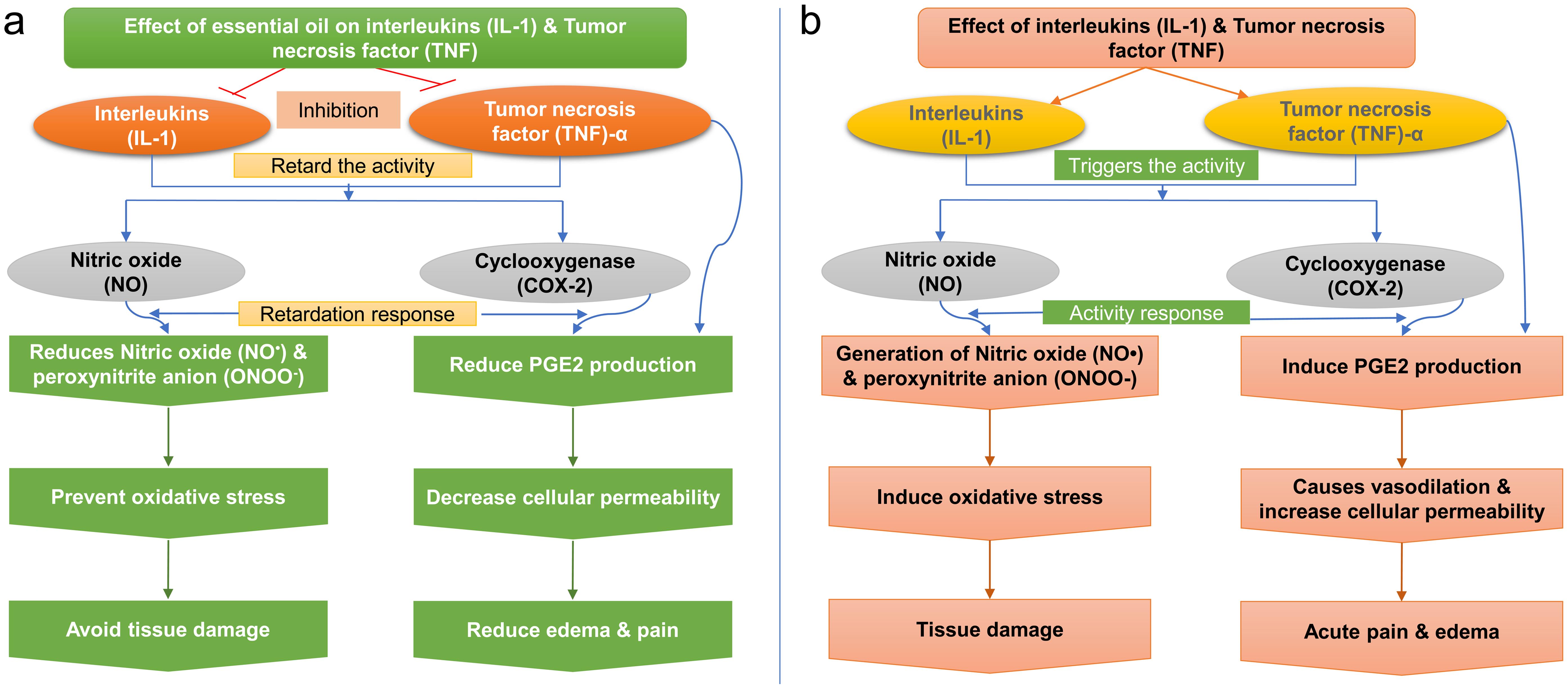Inflammatory response of interleukins and TNF and curative mechanism of essential oils.