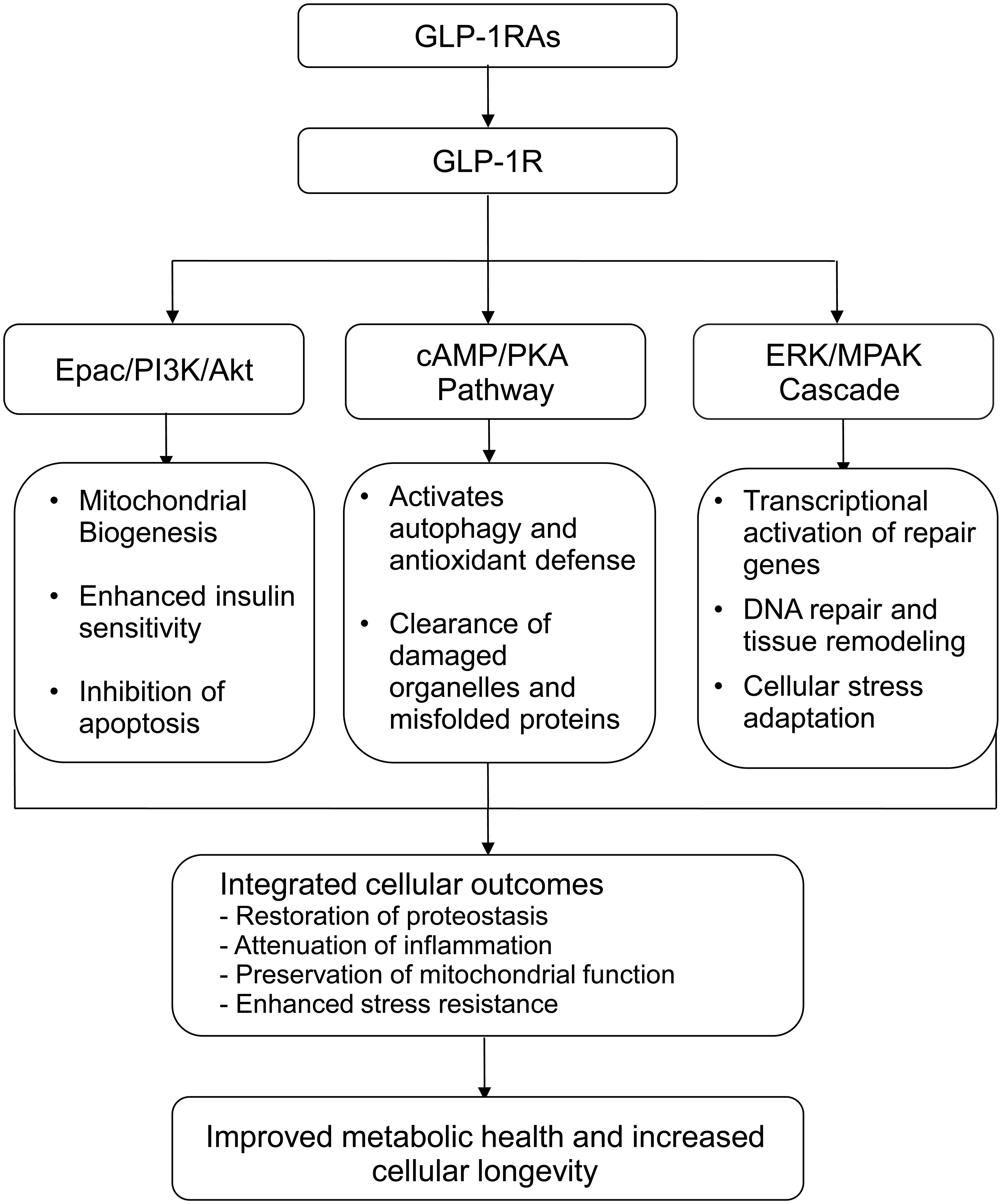 The mechanistic pathways linking GLP-1 receptor activation to cellular resilience and healthy aging.