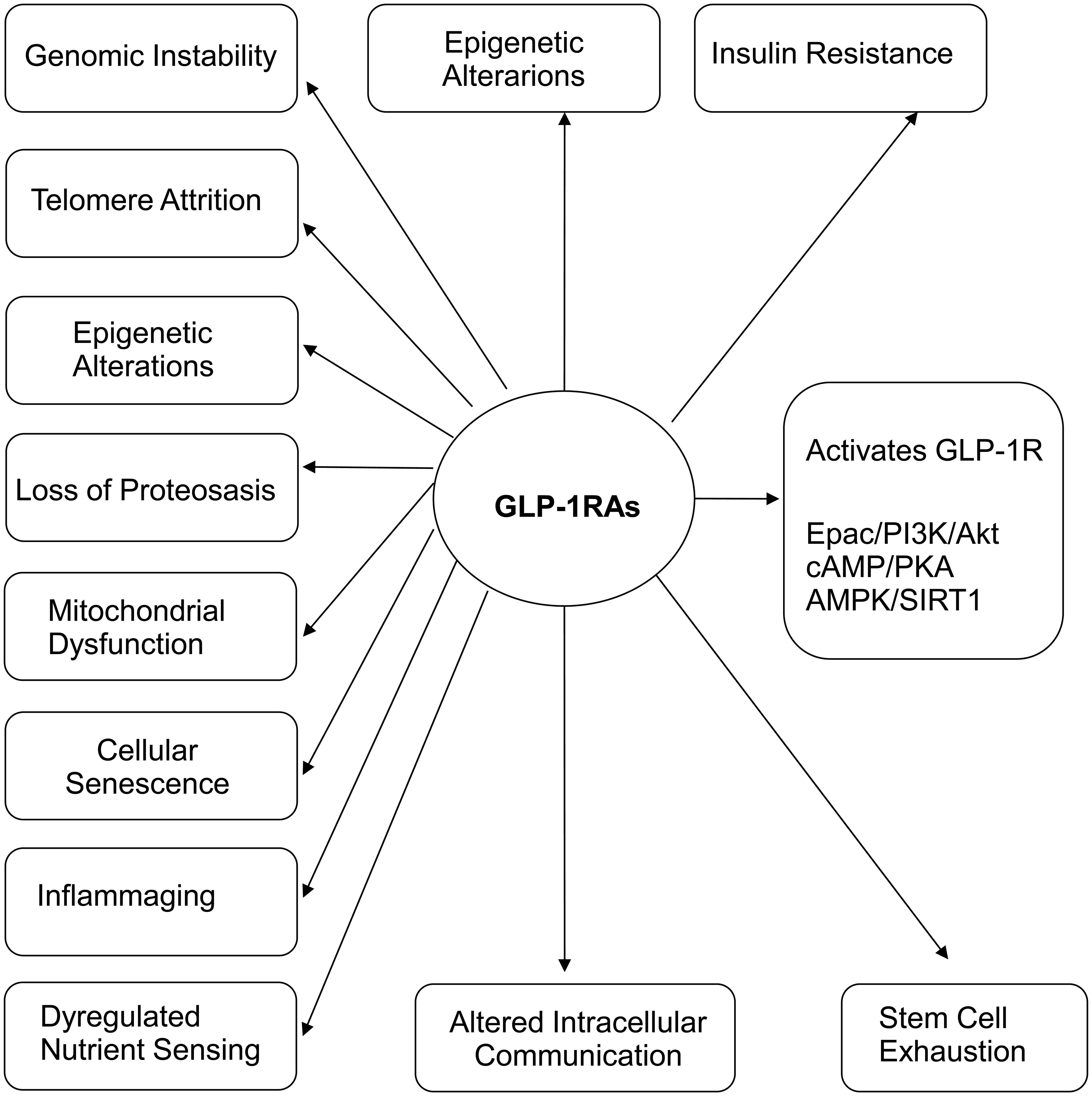 GLP-1 receptor agonists (GLP-1 RAs) as mediators of aging hallmarks.