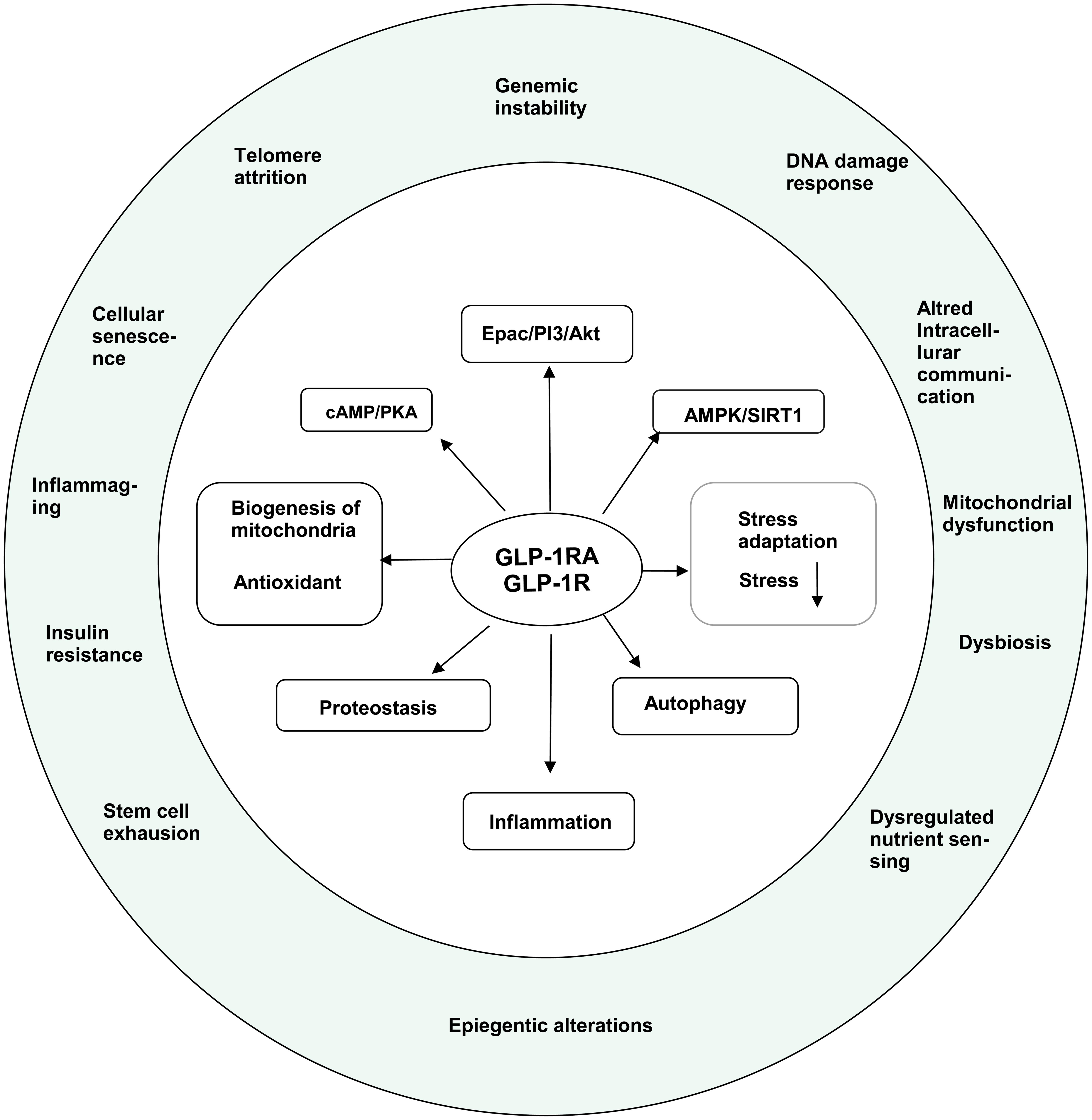 GLP-1 receptor agonists (GLP-1 RAs) as a central hub in geroscience.