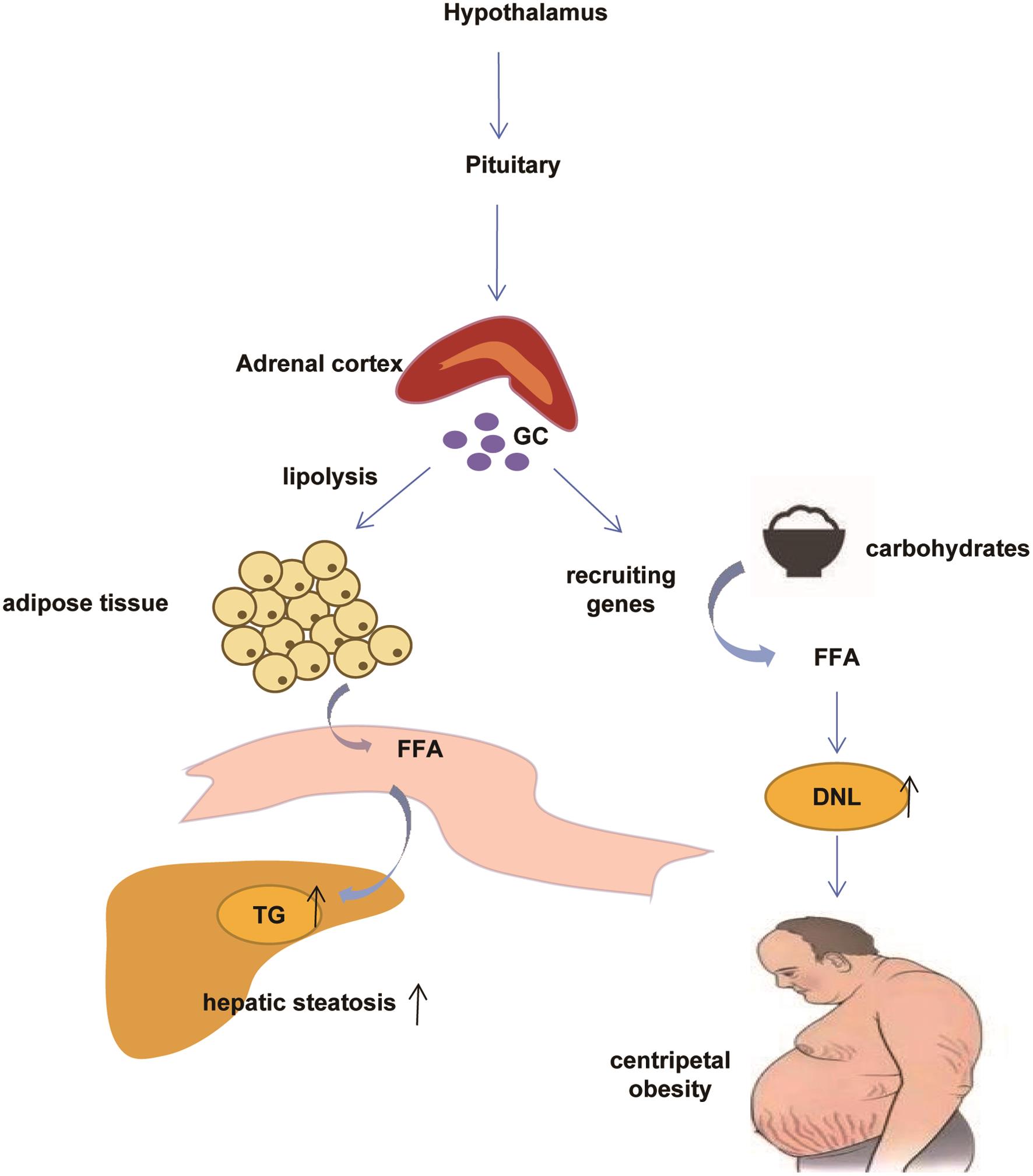 Effects Of The Pituitary-targeted Gland Axes On Hepatic Lipid 