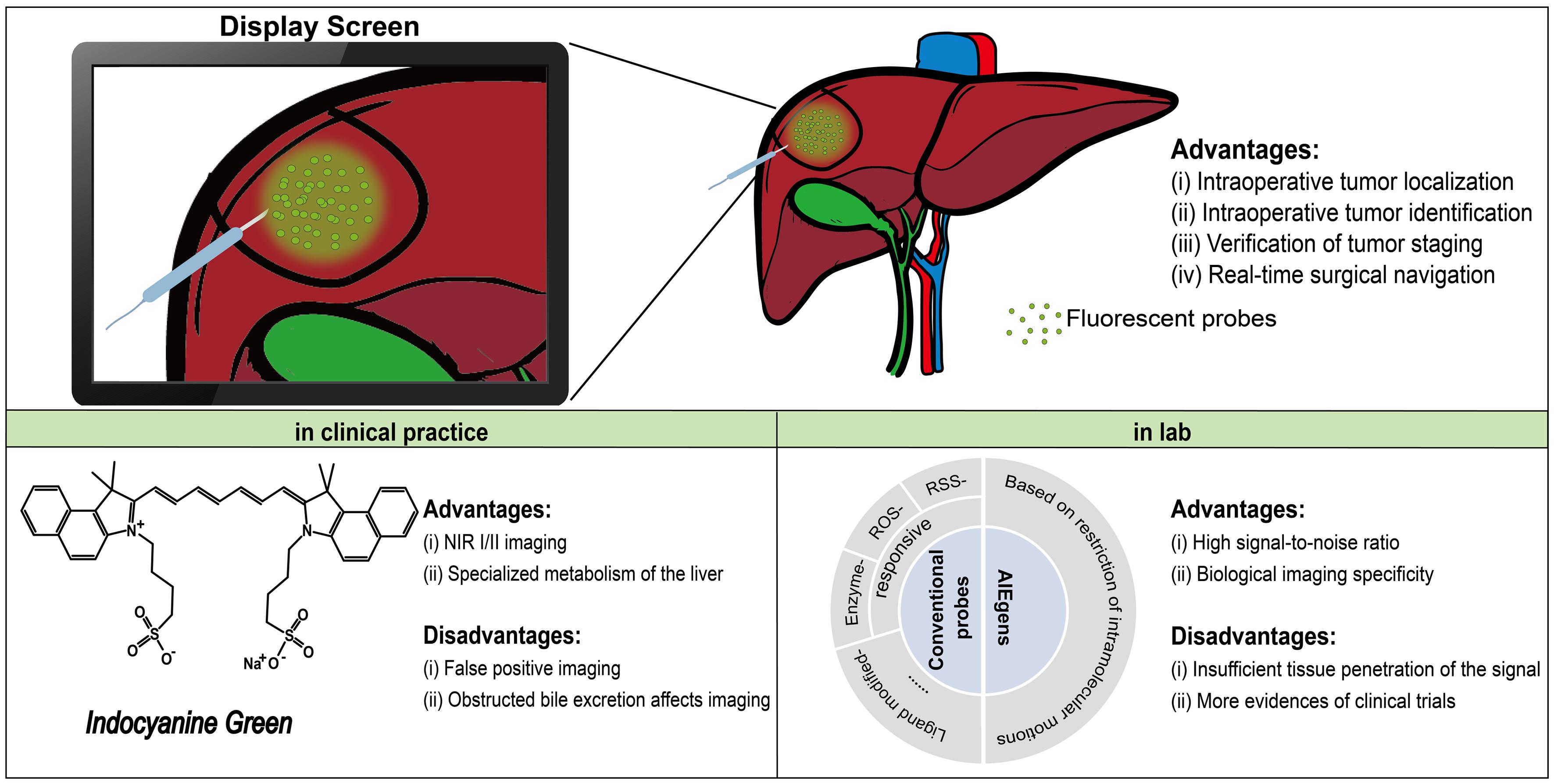 Advantages and disadvantages of indocyanine green in clinical practice and new fluorescent probes in laboratory.