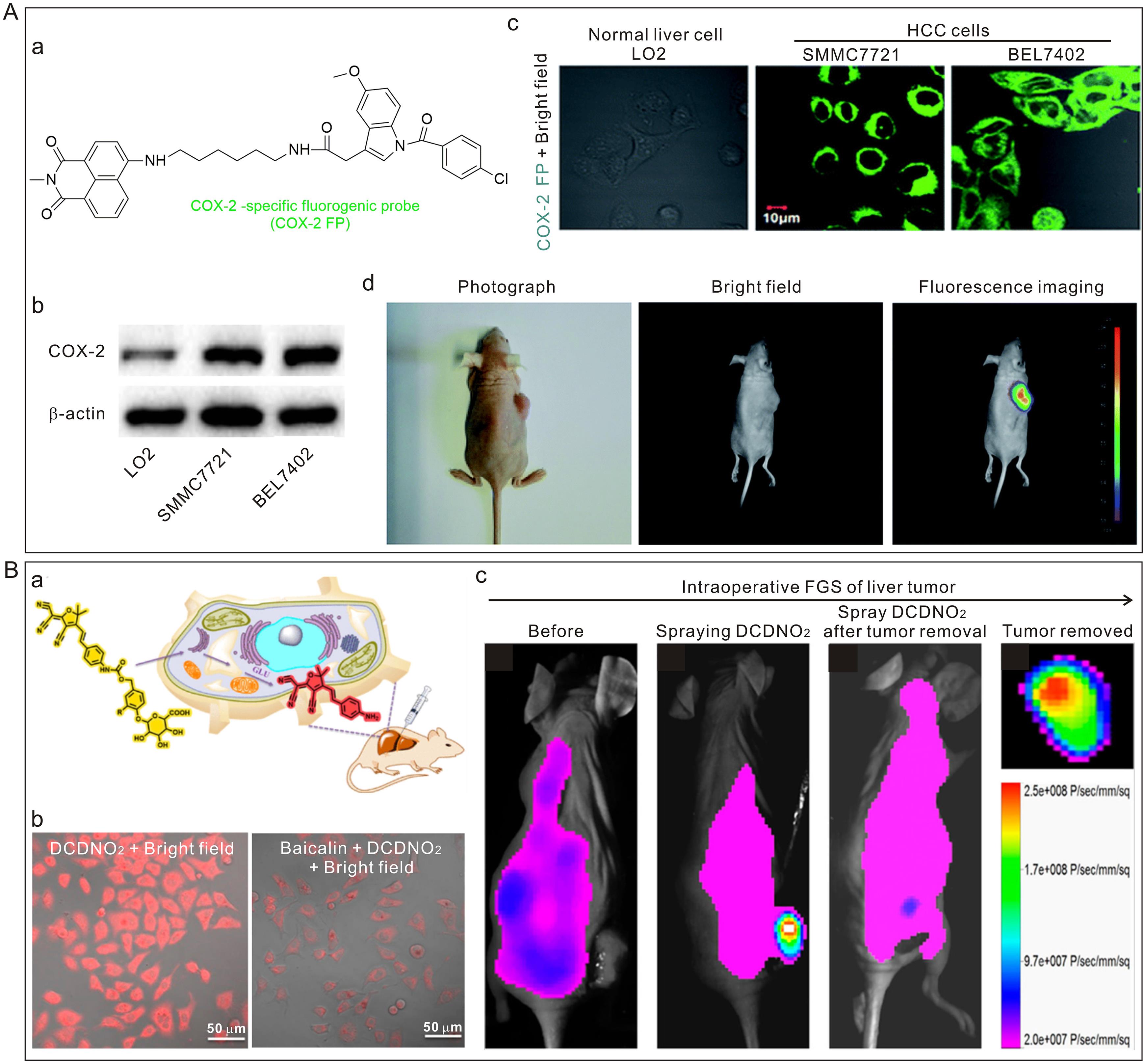 Chemical structure and fluorescence images of enzyme-responsive probes for liver cancer <italic>in vitro</italic> and <italic>in vivo</italic>.