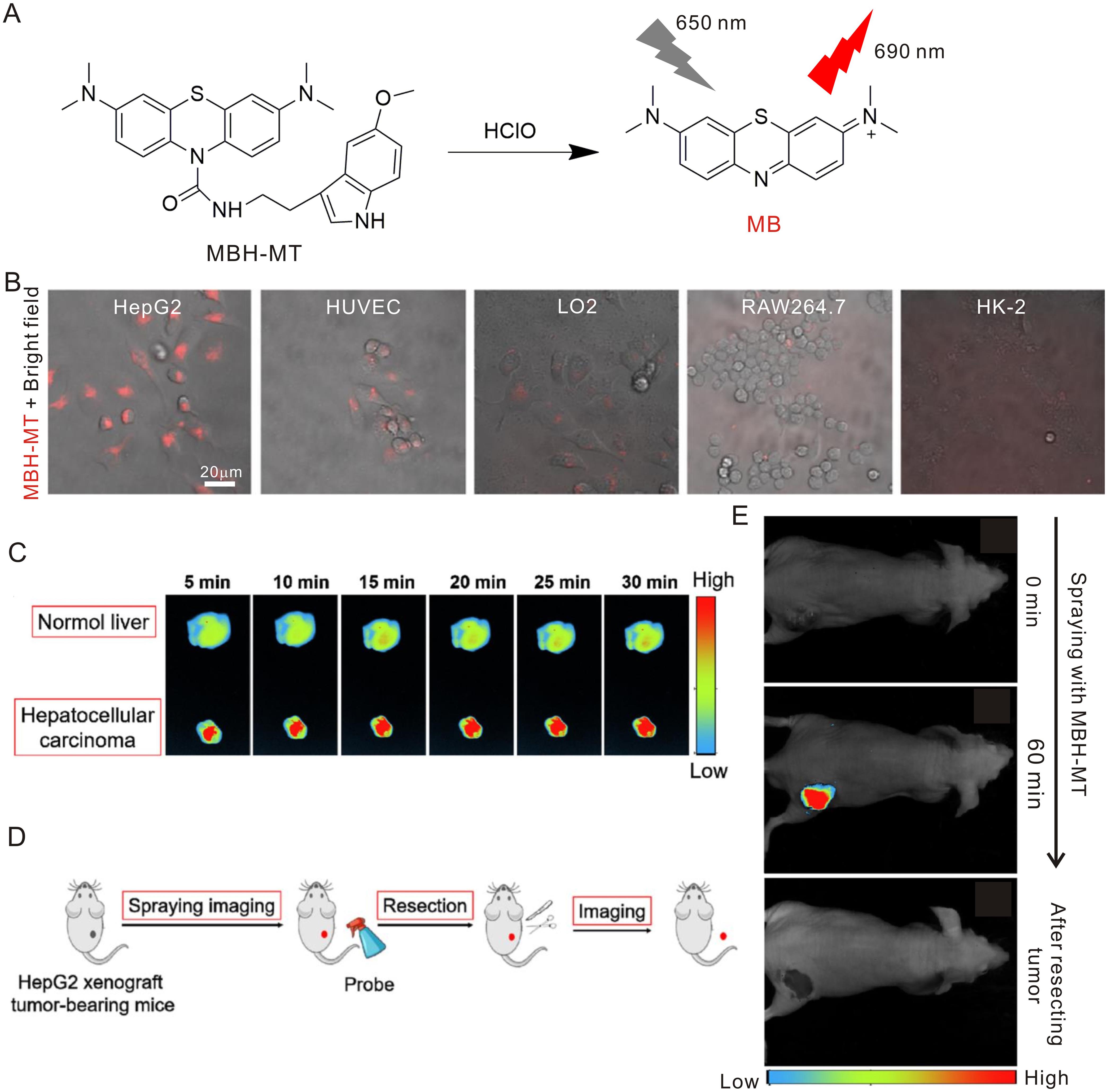 Response mechanism and fluorescence images of MBH-MT and HClO in HepG2 cells and tumors.