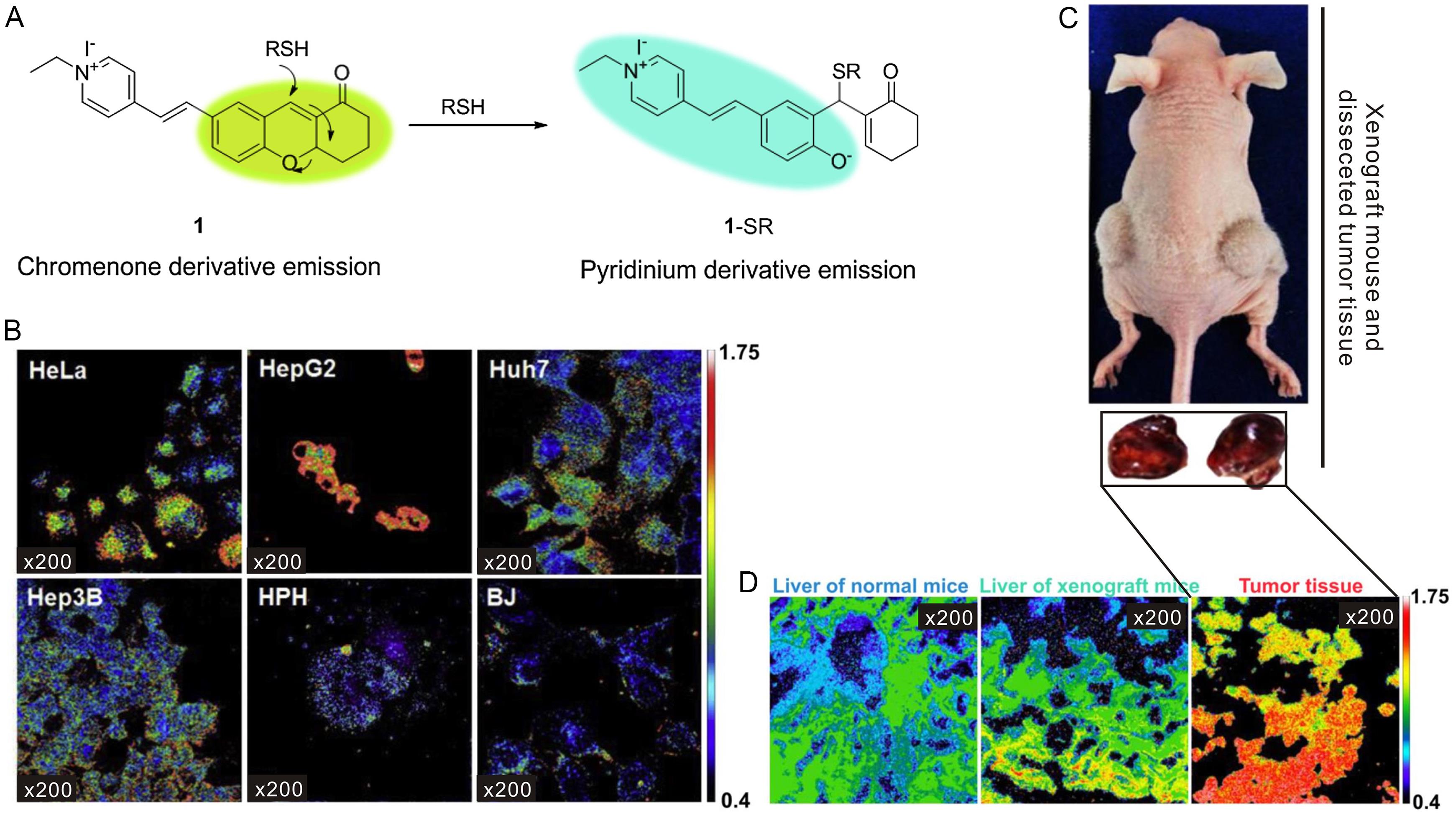 Fluorescence-guided Surgery for Hepatocellular Carcinoma: From Clinical ...