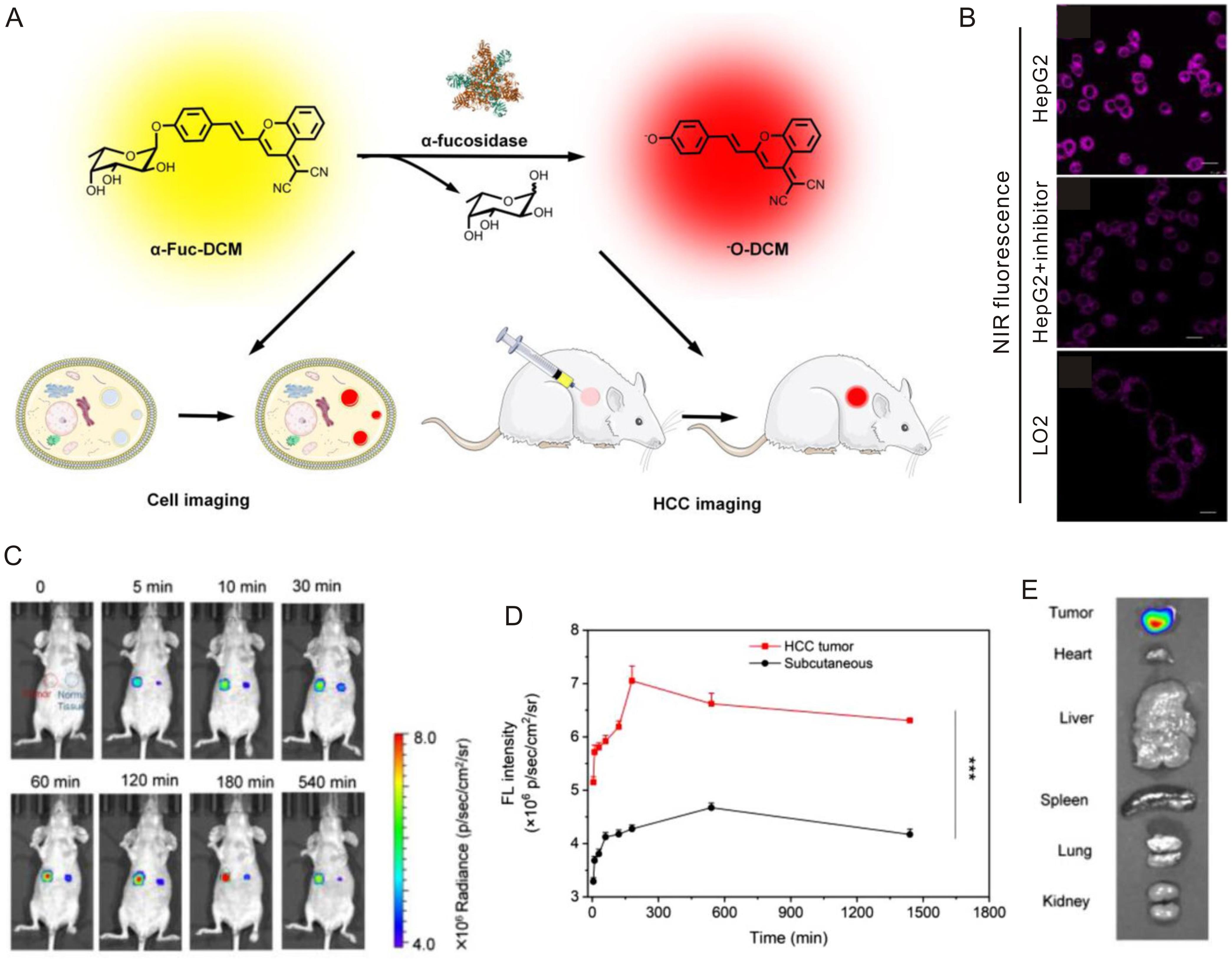 Response mechanism and fluorescence imaging of α-fucosidase-responsive α-Fuc-DCM <italic>in vitro</italic> and <italic>in vivo</italic>.