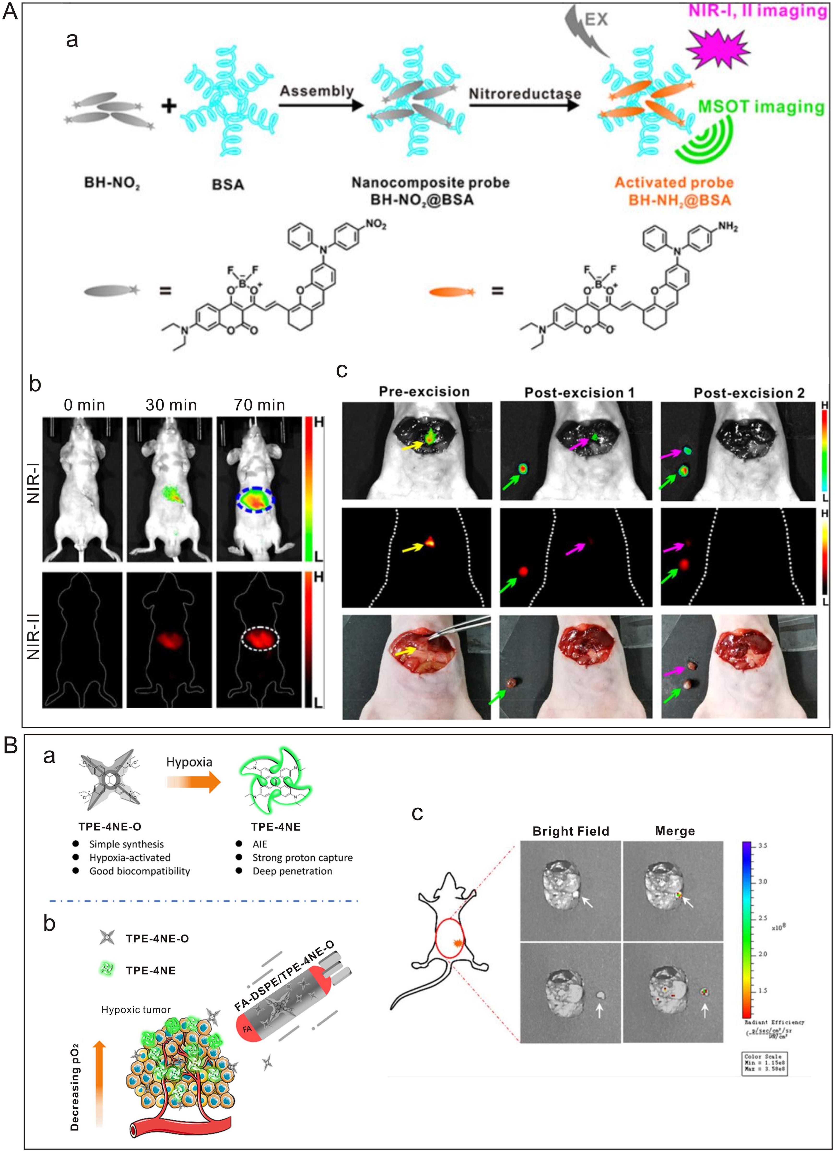 Response mechanisms of probe BH-NO2@BSA and TPE-4NE-O, and intraoperative fluorescence navigation for orthotopic tumors.