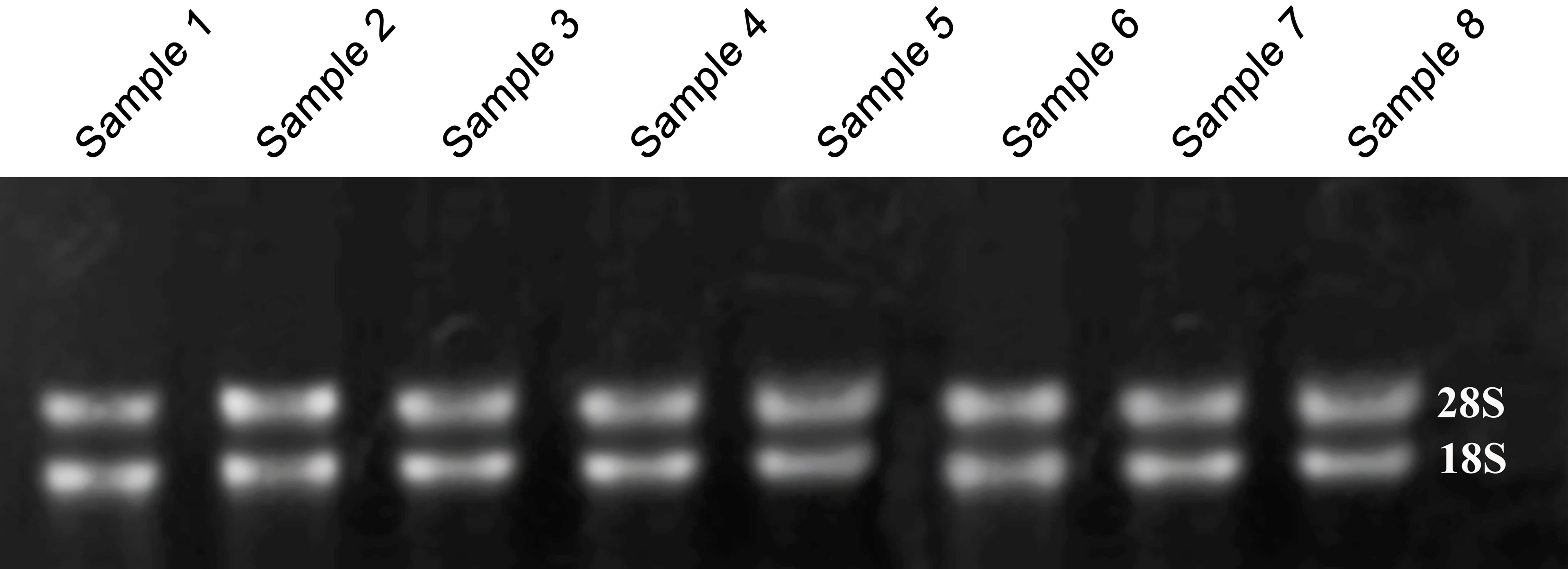 Eight samples of total RNA extracted from testes of Kermani sheep on agarose gel.