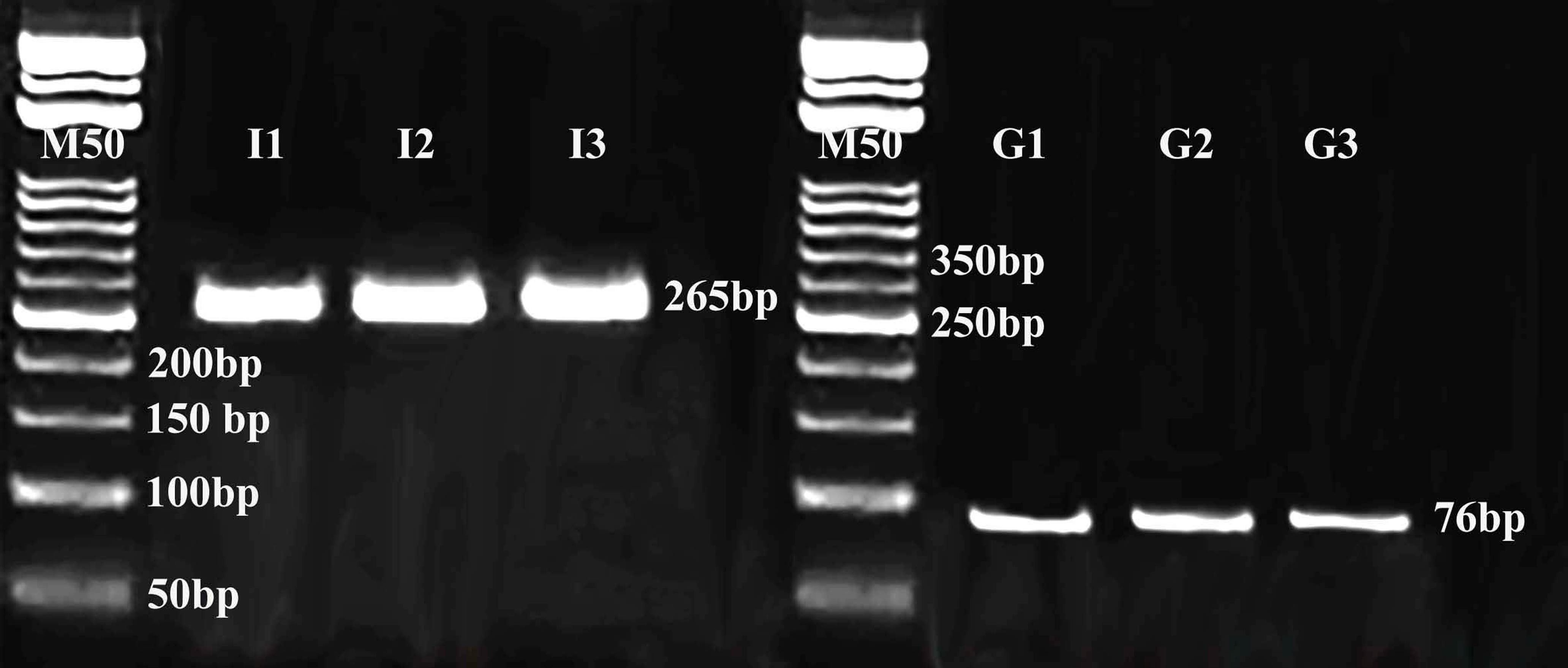 Electrophoresis of amplified products for <italic>IGF1</italic> and <italic>GAPDH</italic> genes in the testes of Kermani lambs on agarose gel.