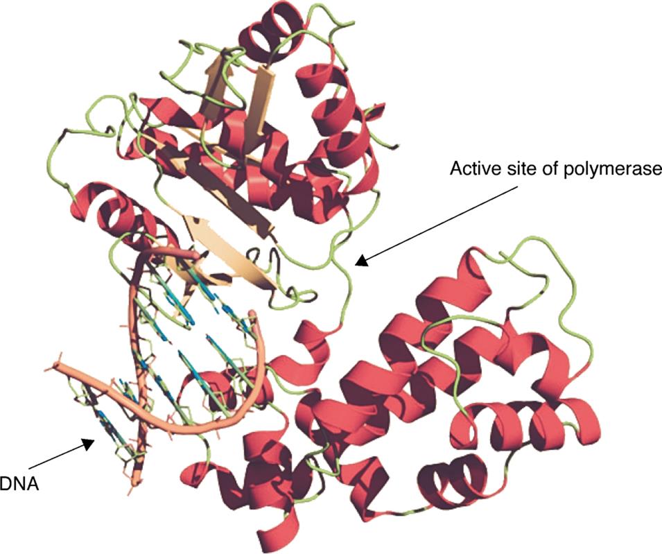 DNA synthesis occurs at the active site of DNA polymerase. Induced fitting and mutations alter the structure of the active site..