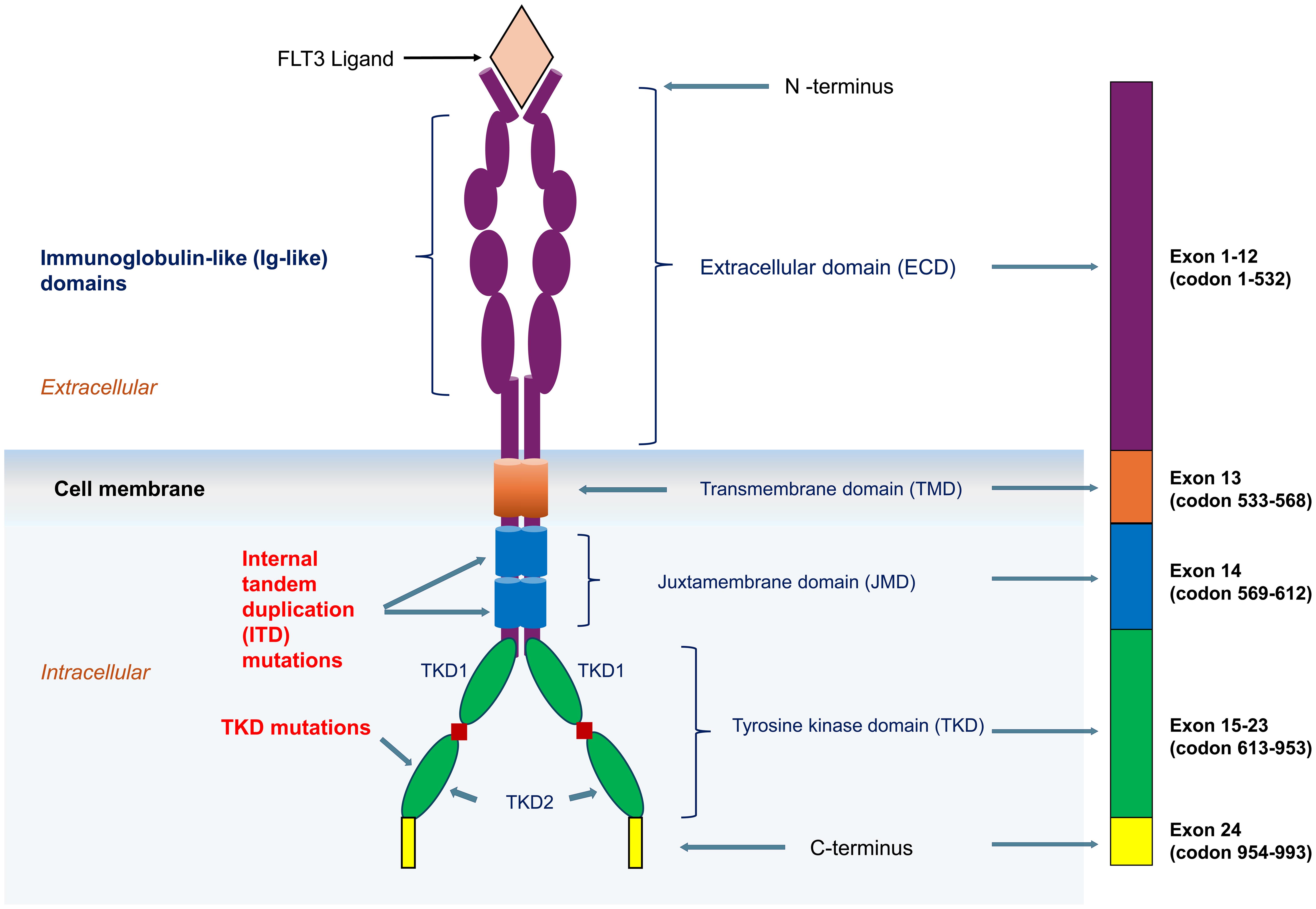 <italic>FLT3</italic> gene and protein structure.