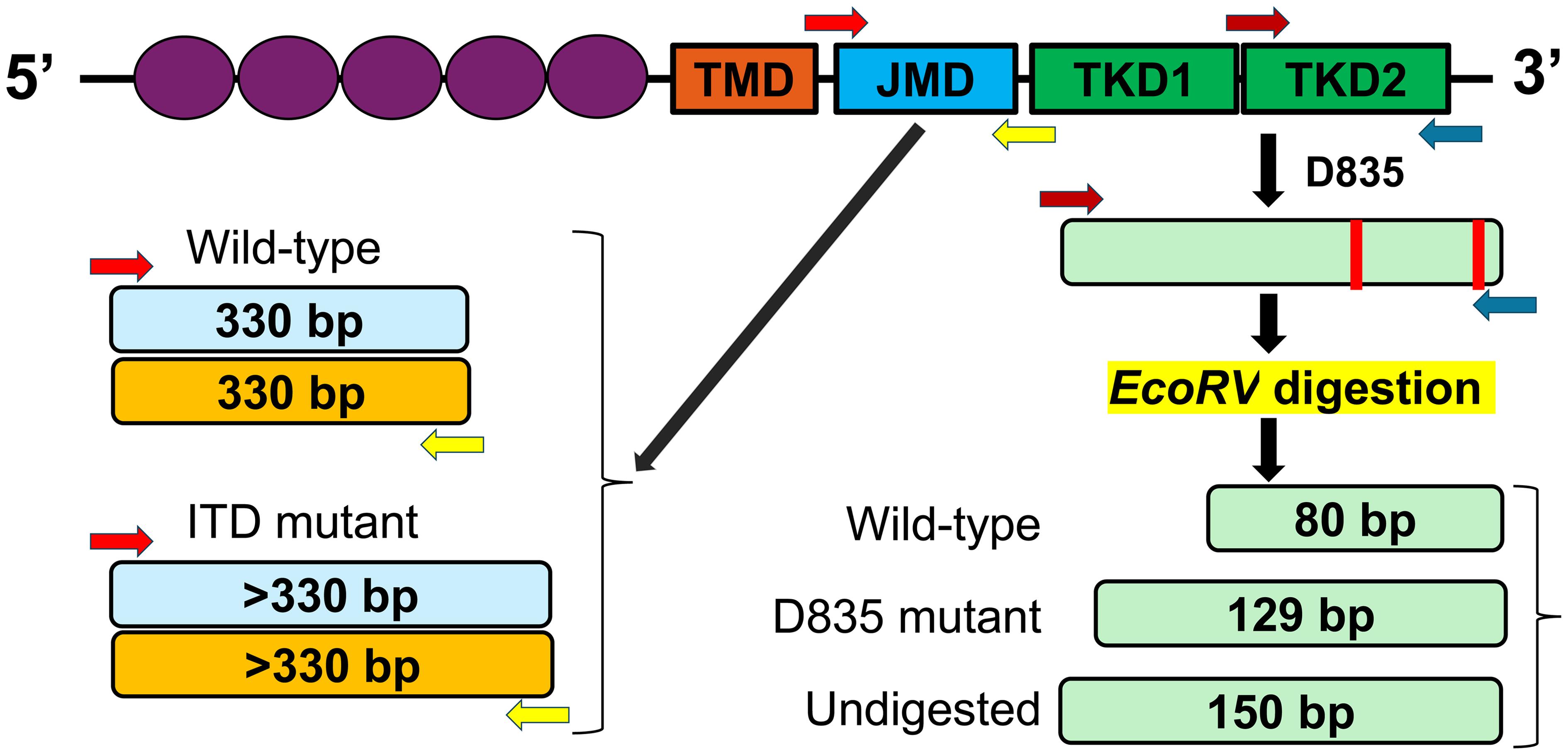 <italic>FLT3</italic> mutation test by polymerase chain reaction and fragment length analysis (PCR-FLA).