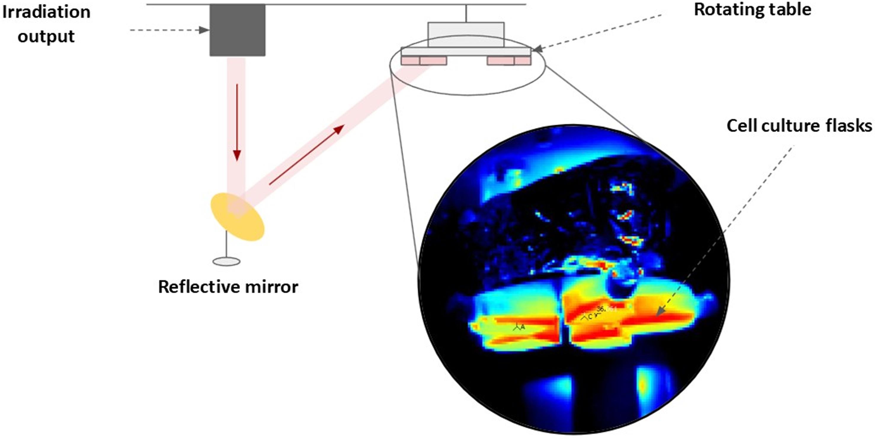 Scheme of the cell irradiation setup at the Novosibirsk Free Electron Laser (Budker Institute of Nuclear Physics, SB RAS).