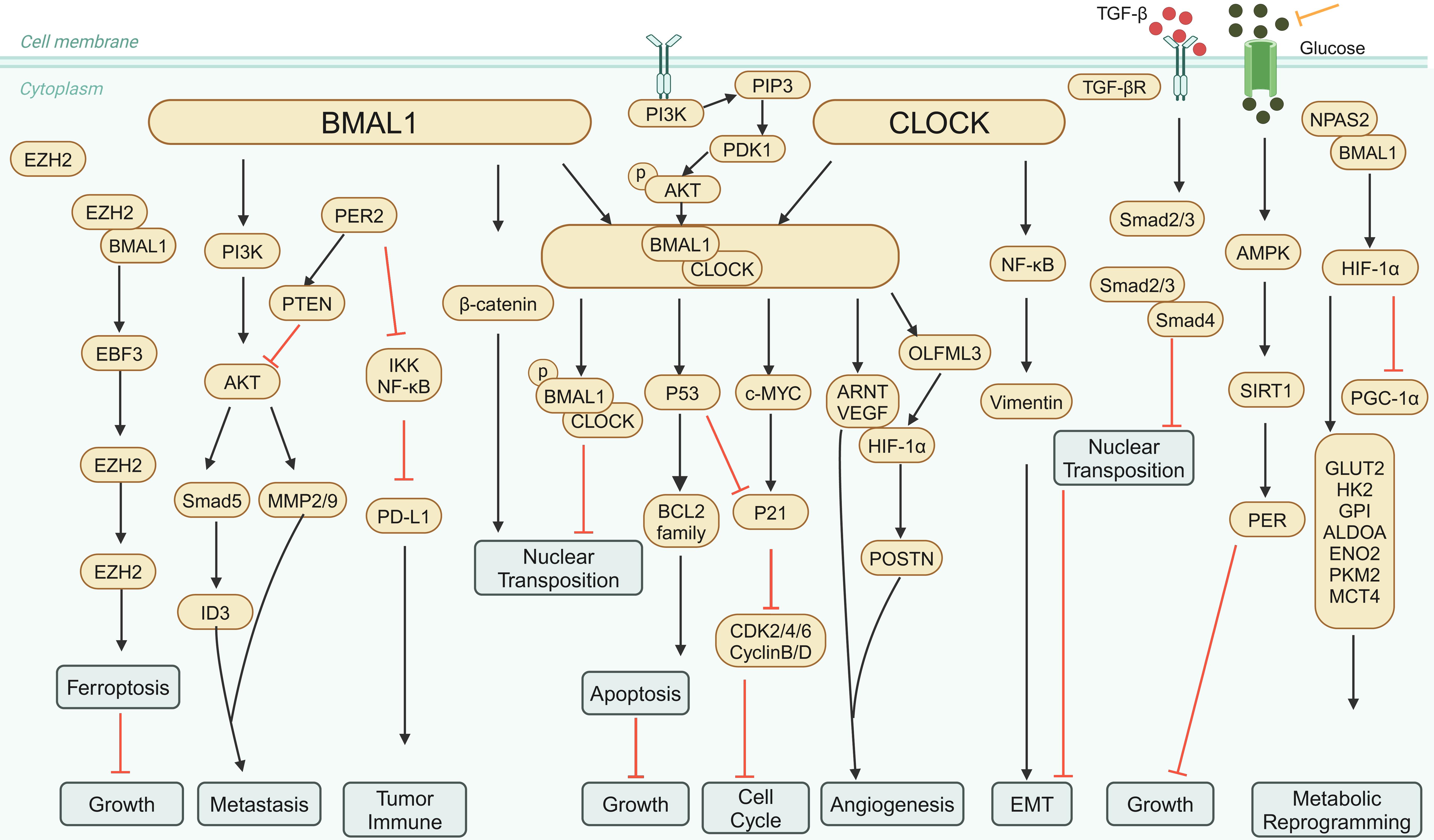 Pathways and molecular regulatory networks of circadian rhythm-related genes in tumor cells.