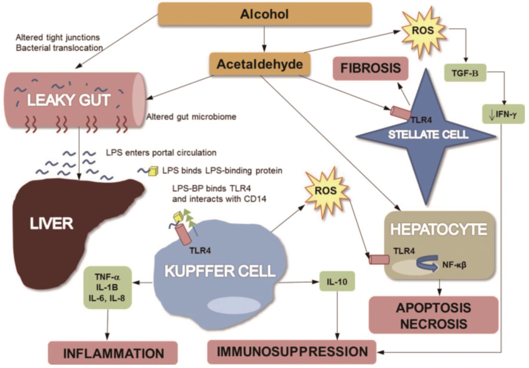 Alcohol and the innate immune response.