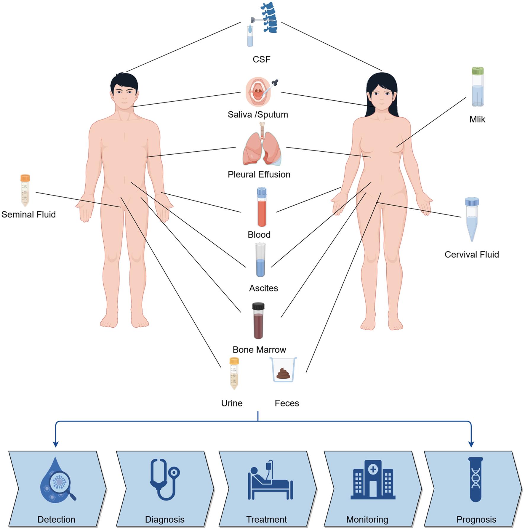 Sources of human biofluids and their clinical applications: The diagram illustrates the collection sites and types of various biofluids (e.g., blood, urine, saliva, pleural effusion, cerebrospinal fluid, etc.) from different parts of the human body. These samples provide critical insights for precision medicine and personalized therapy.