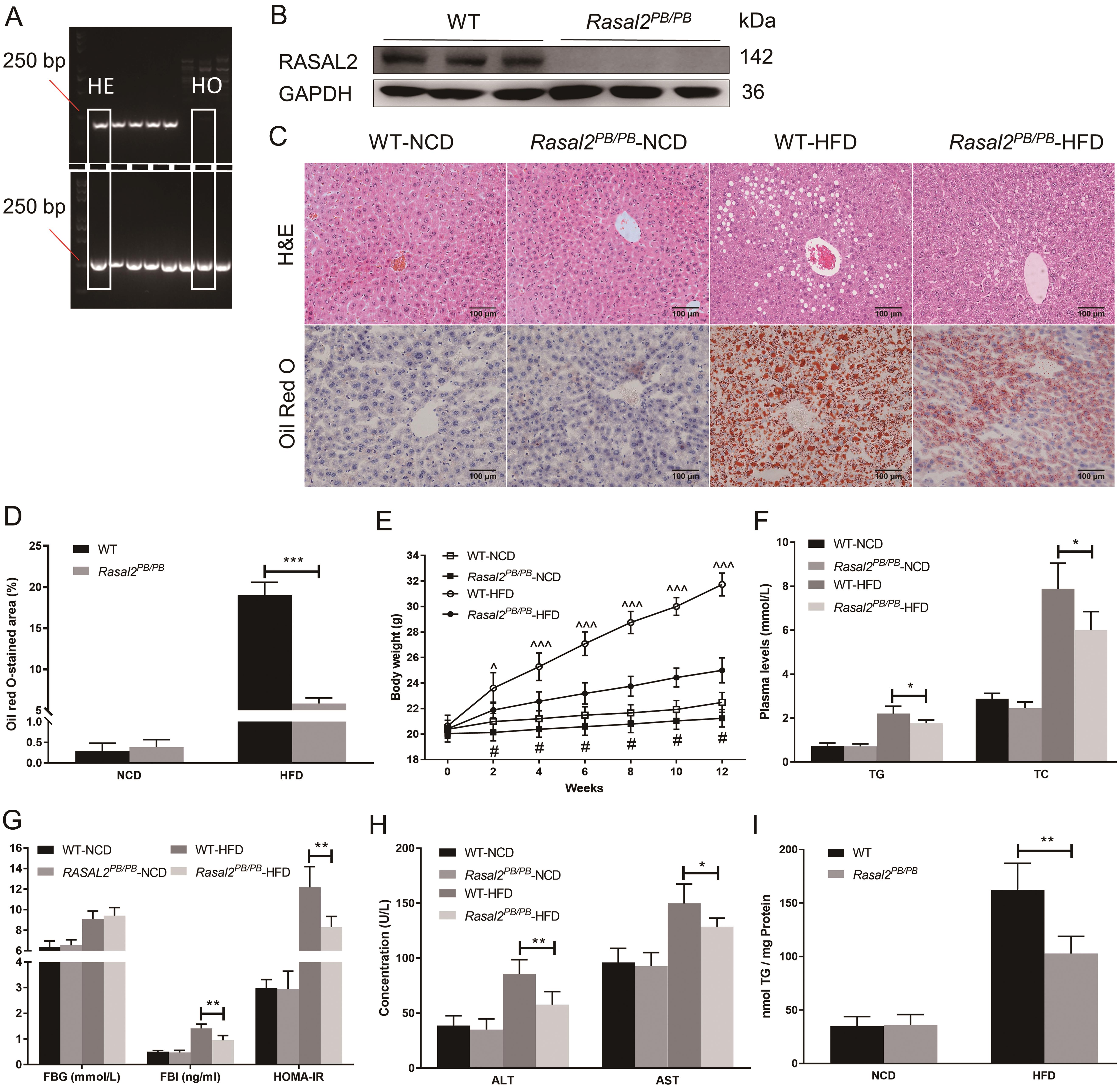 RAS protein activator like 2 (RASAL2) deficiency protects against hepatic steatosis and metabolic disorders in high-fat diet (HFD)-fed mice.