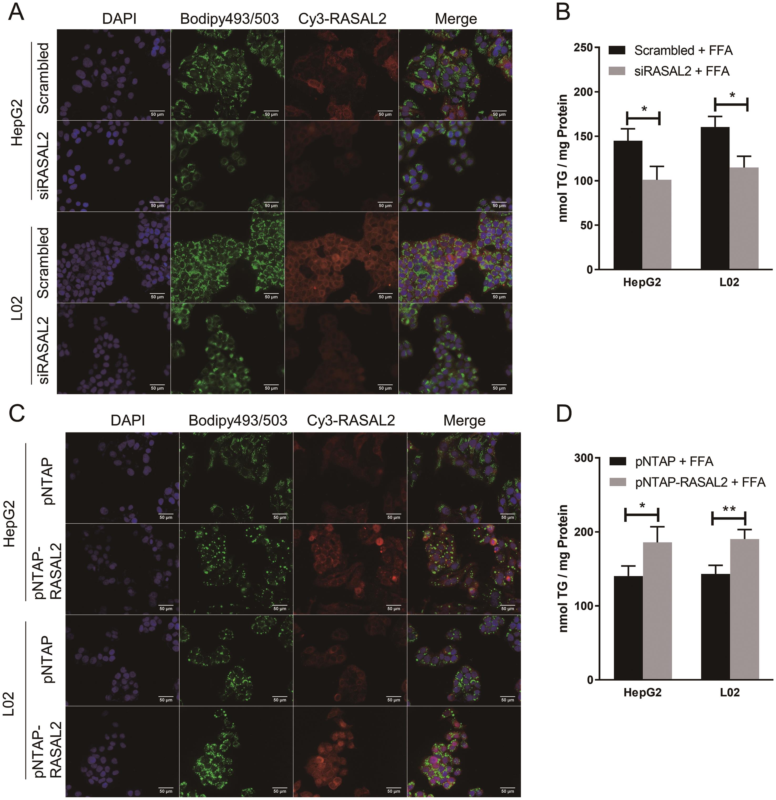 Effects of RAS protein activator like 2 (RASAL2) knockdown and overexpression on intracellular lipid accumulation in free fatty acids (FFA)-treated hepatocytes.