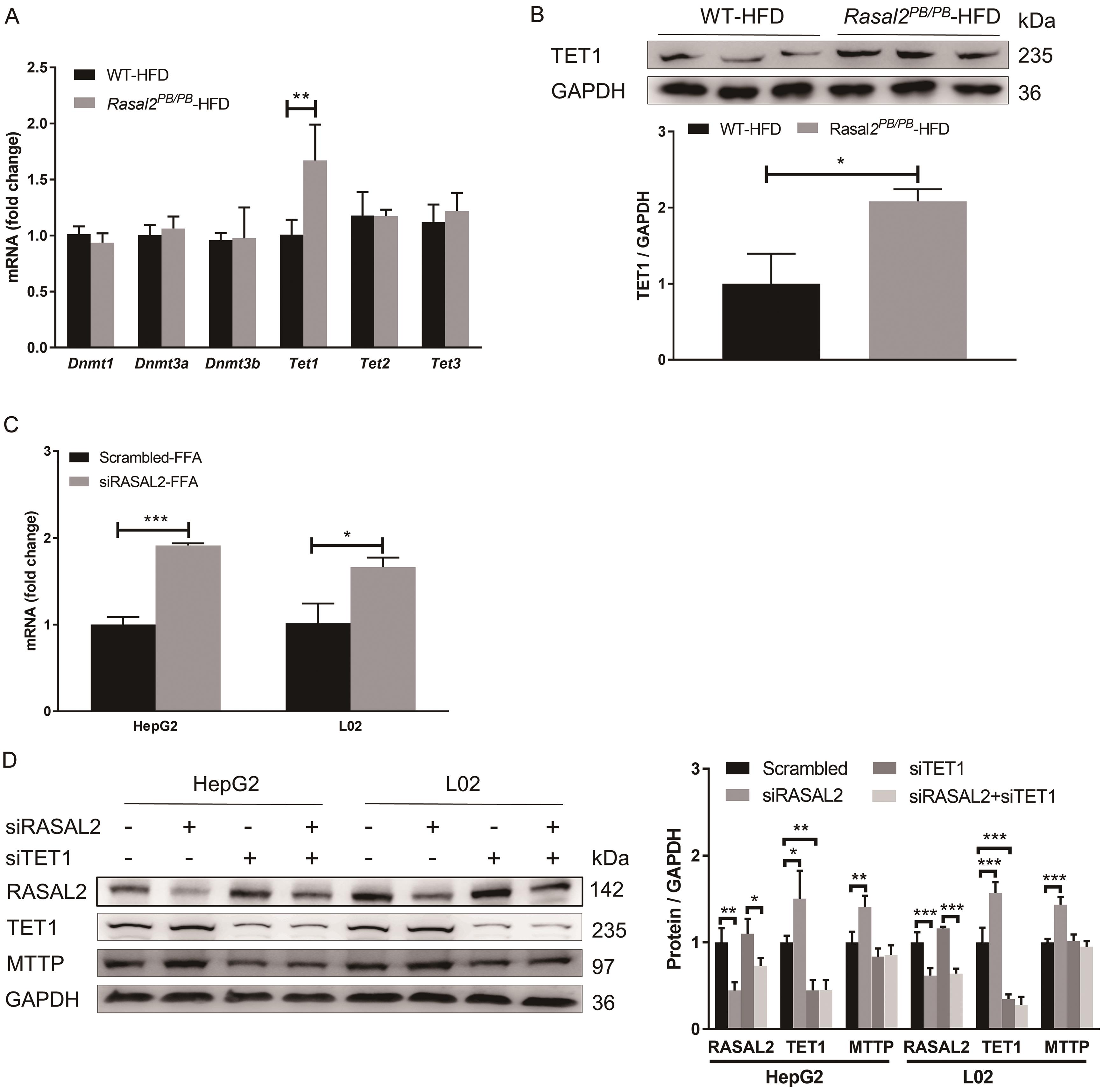 Increased expression of MTTP by RAS protein activator like 2 (RASAL2) deficiency is dependent on TET1.