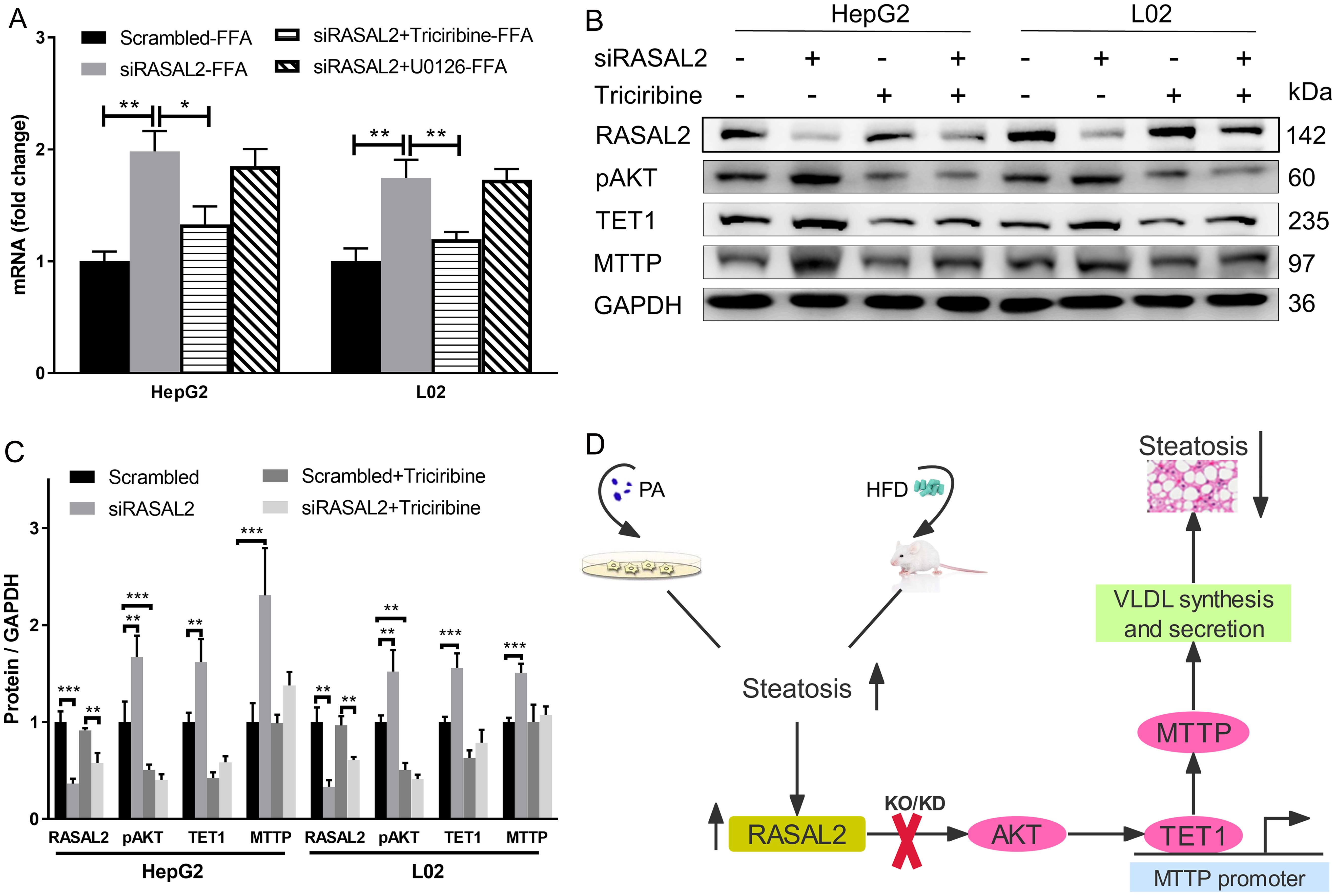 RAS protein activator like 2 (RASAL2) regulates TET1 expression through the AKT signaling pathway.