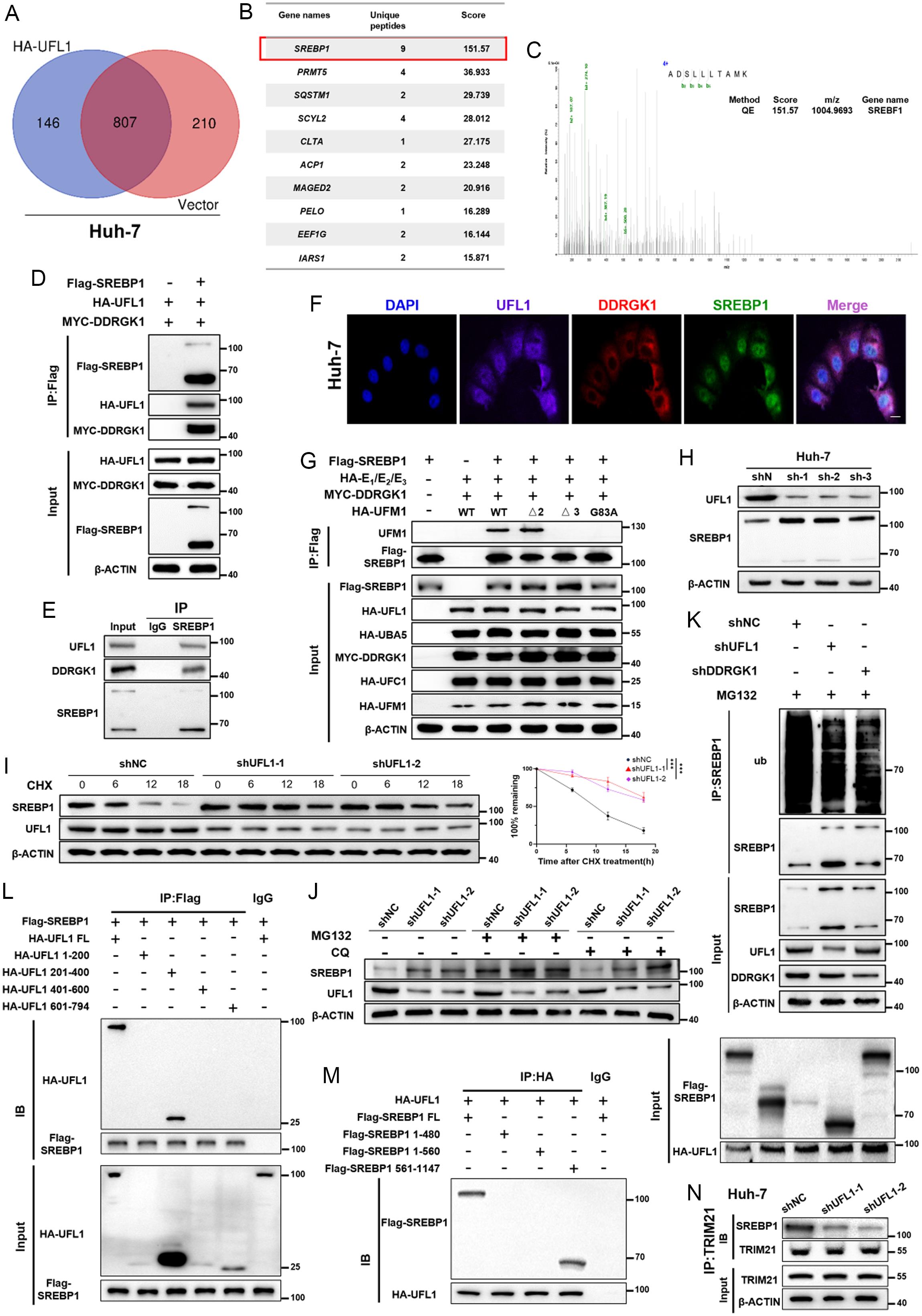 The impact of DysUFMylation on SREBP1 degradation.