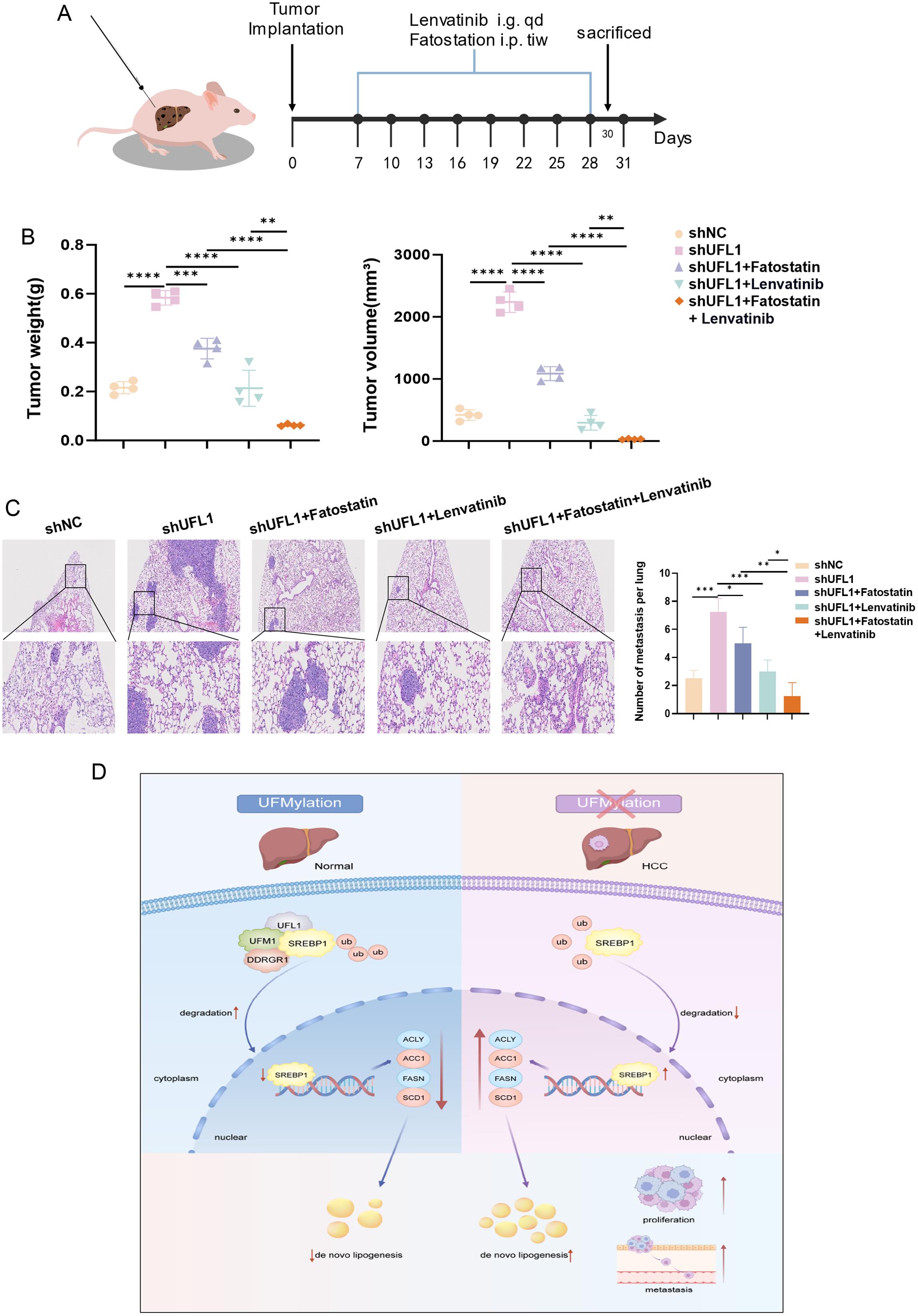 Effects of DysUFMylation on proliferation, migration, and invasion in AGS, HCT116, and MCF7 cells.