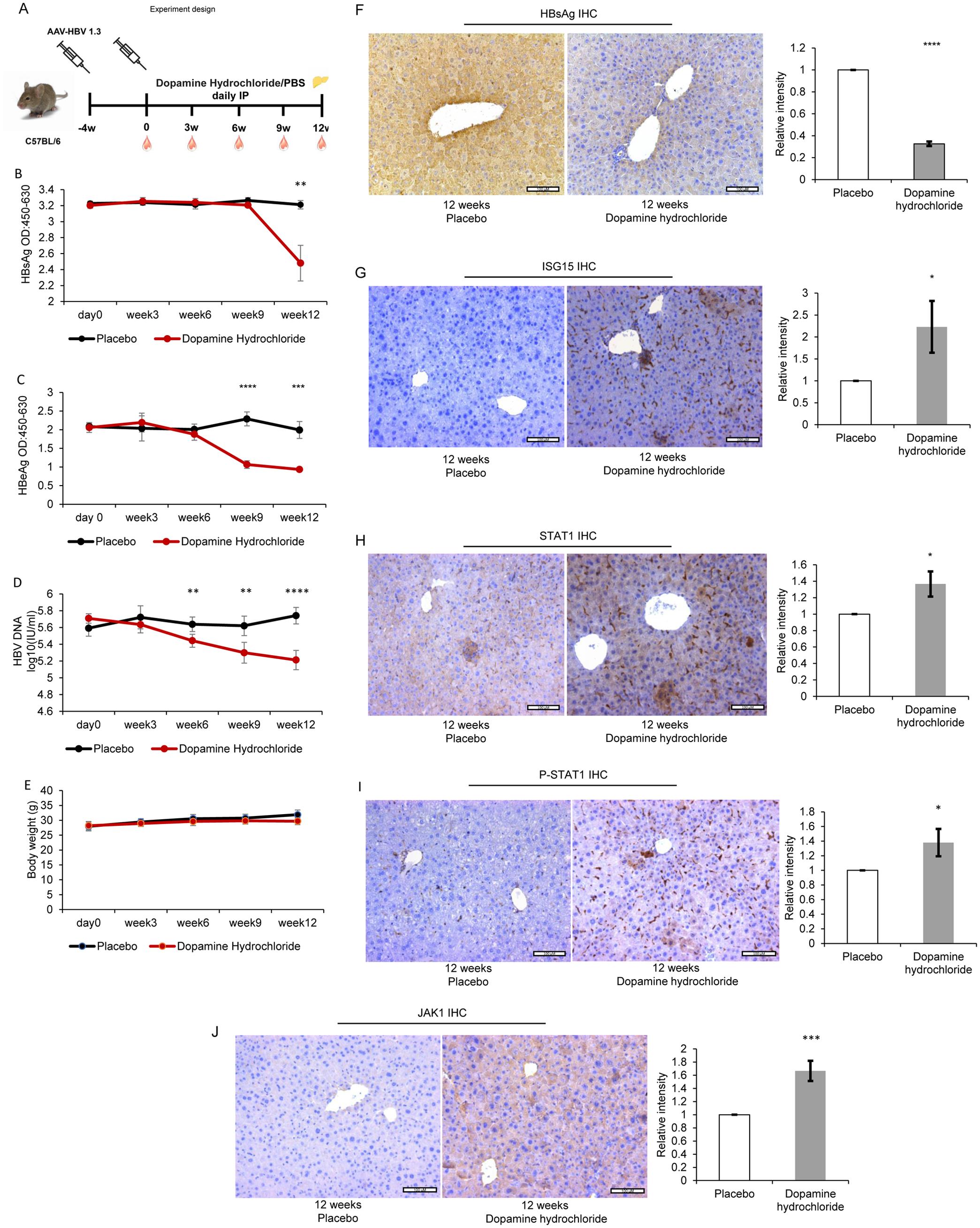 Dopamine inhibits hepatitis B virus (HBV) surface antigen (HBsAg) expression in a mouse model.