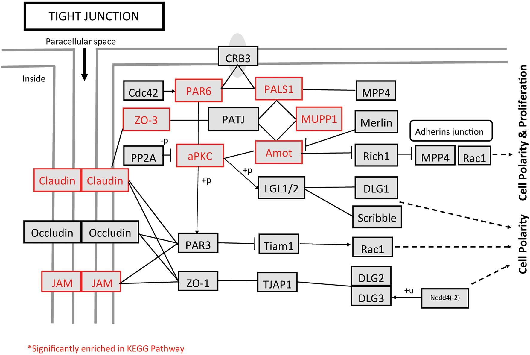 Pathway identified by gene set enrichment analysis and Kyoto Encyclopedia of Genes and Genomes pathway analysis.
