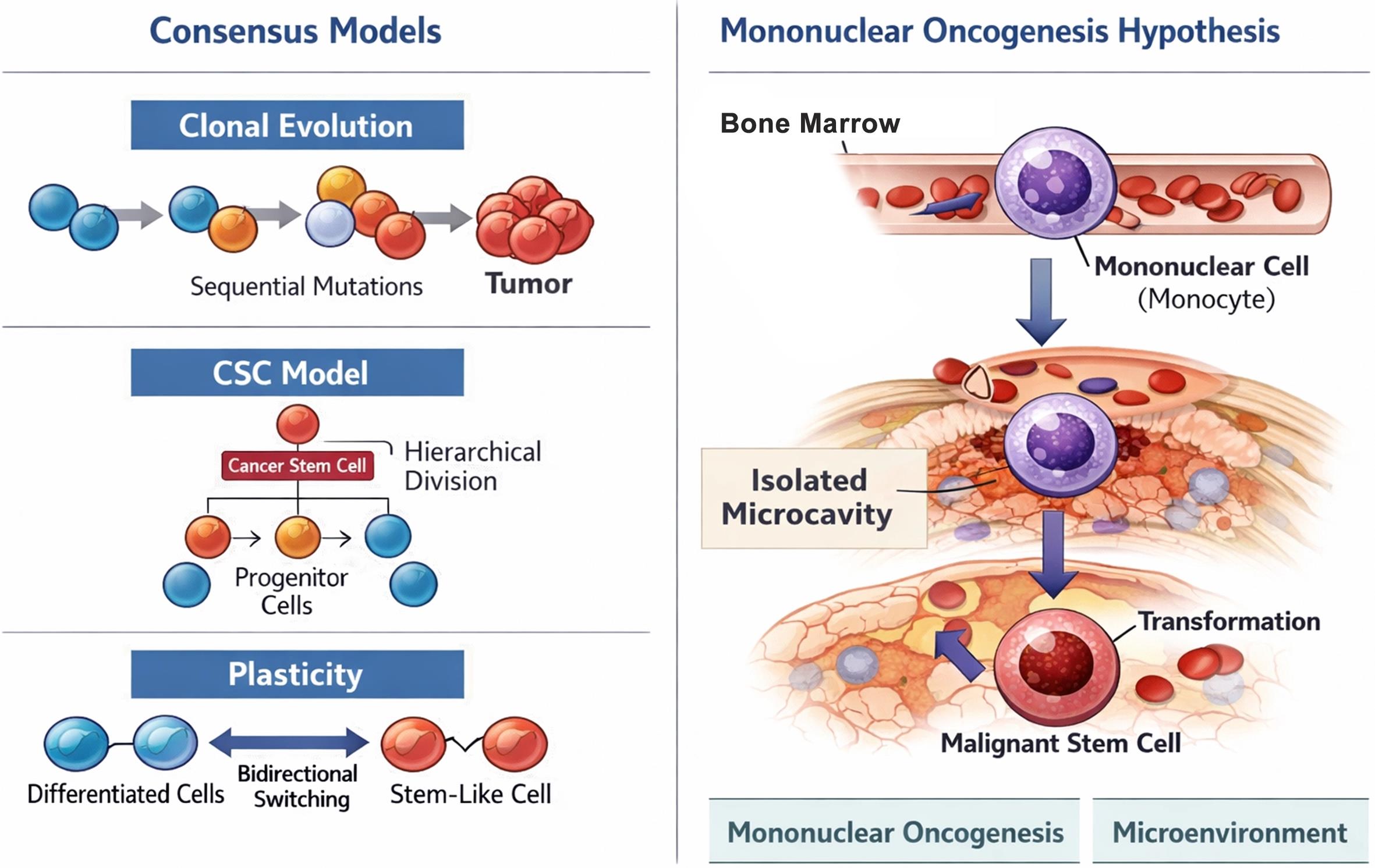 Comparative schematic representation of tumor origin models.