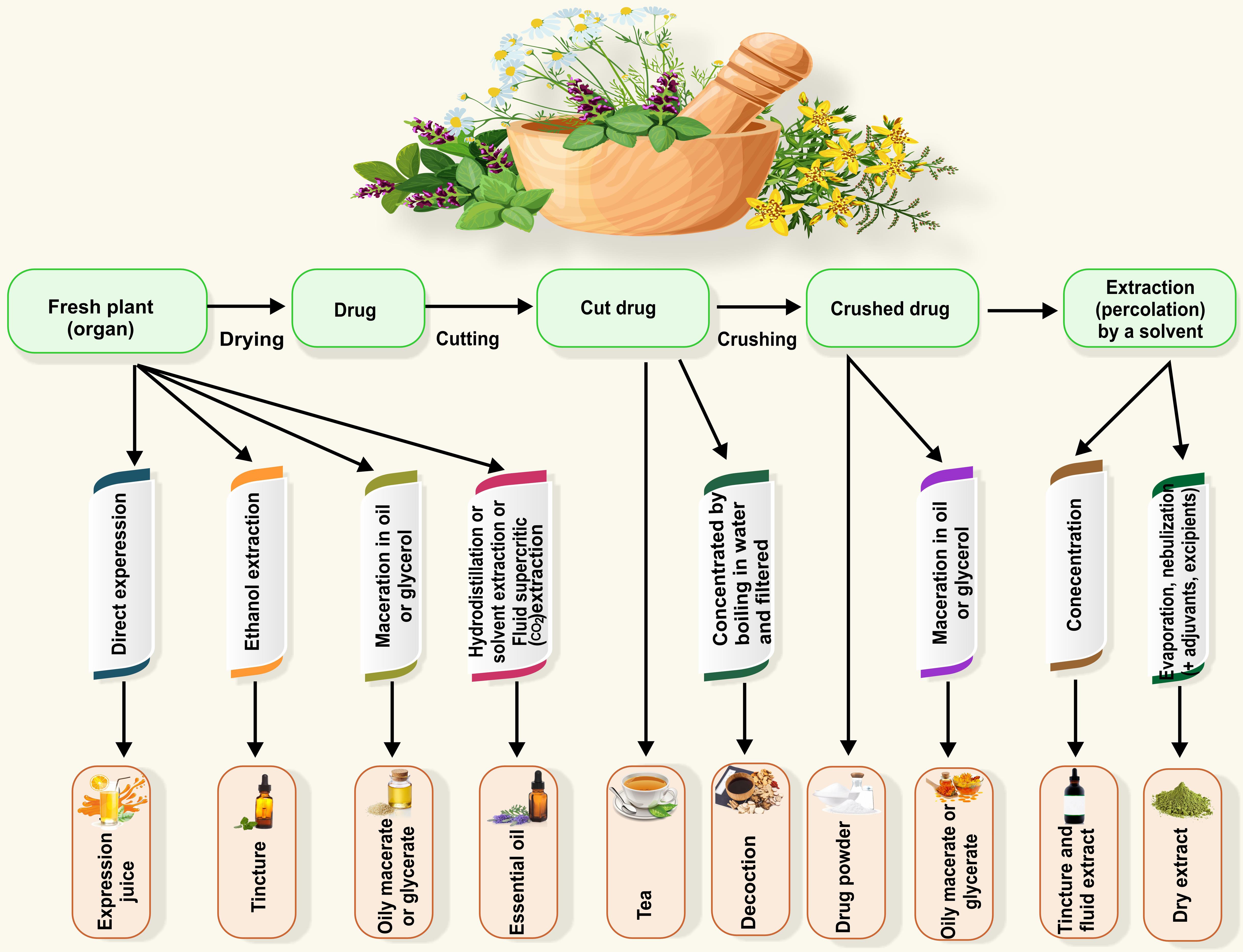 The major types of herbal preparations.