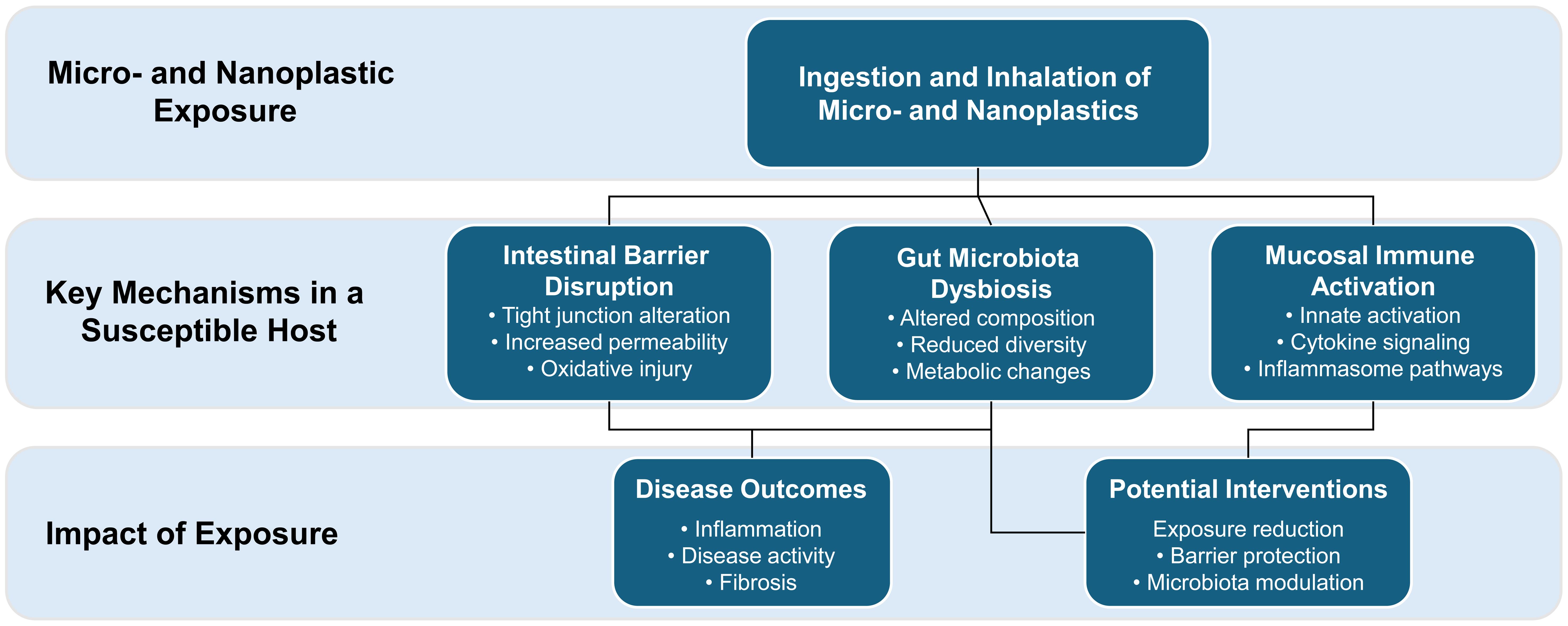 The emerging paradigm by which MNP exposure may contribute to IBD through effects on epithelial barrier integrity, microbiota composition, and mucosal immune activation.