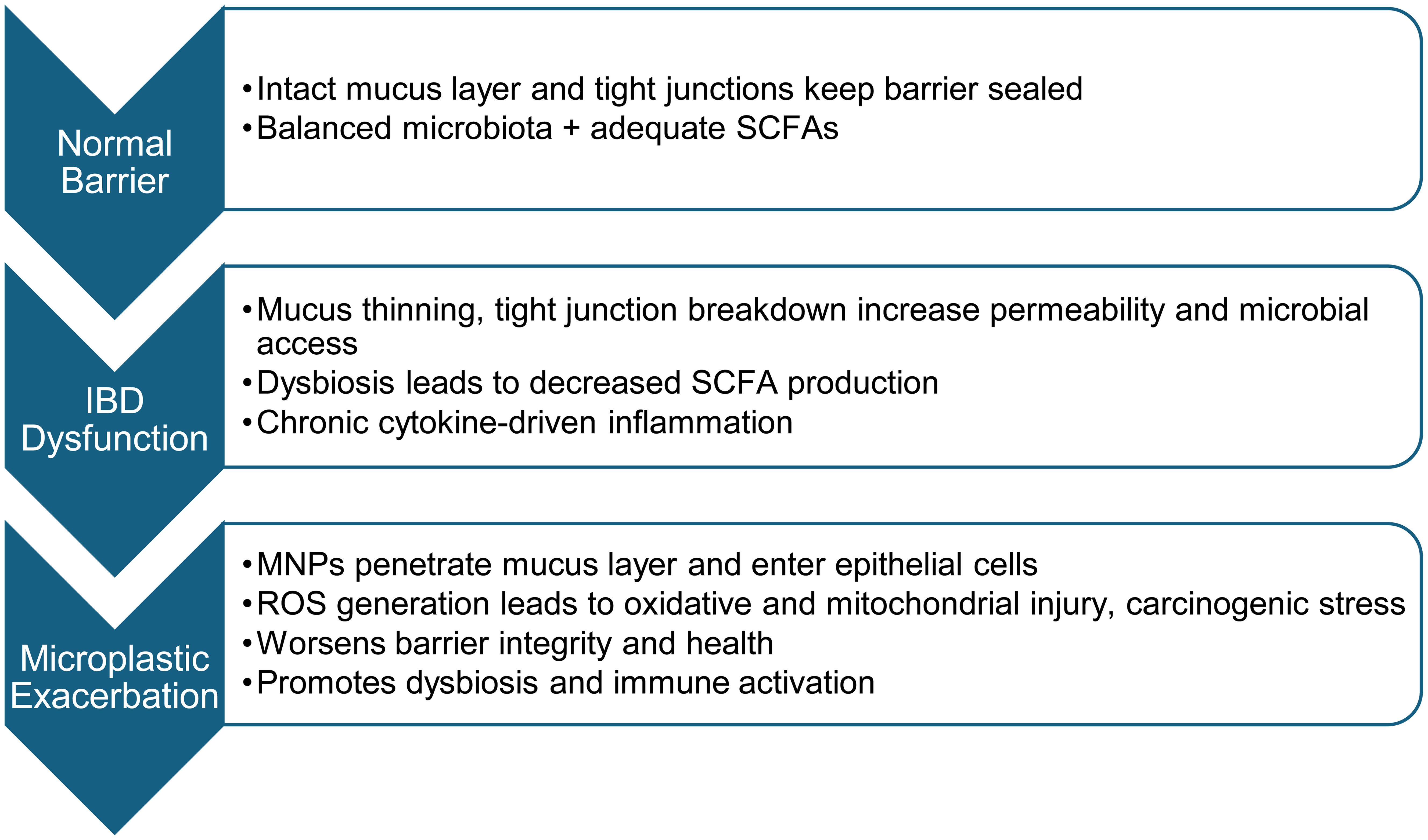 Plausible effects of MNP-associated damage.