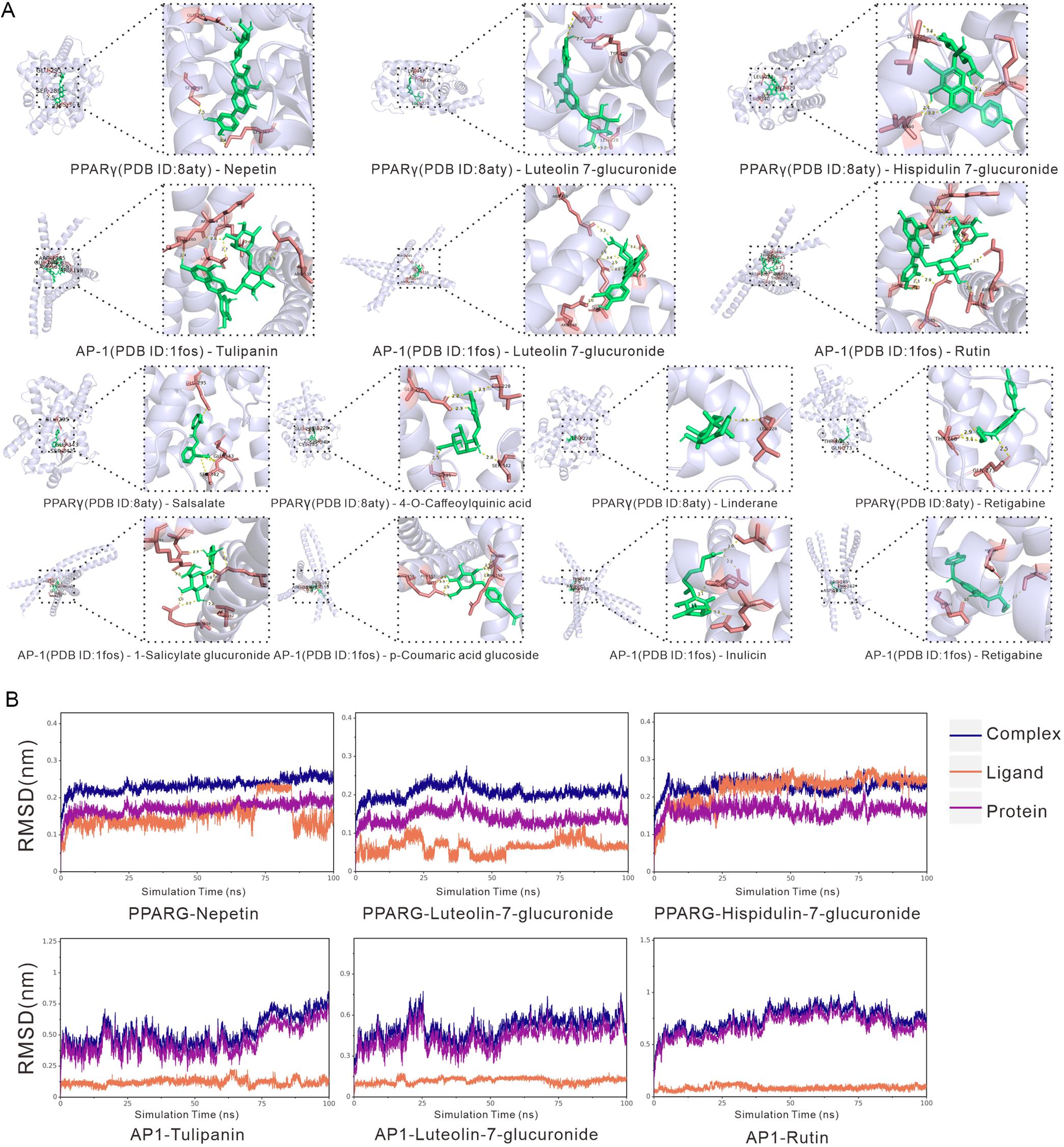 Molecular docking and molecular dynamics analyses of representative circulating JYXZF constituents with selected protein structures.