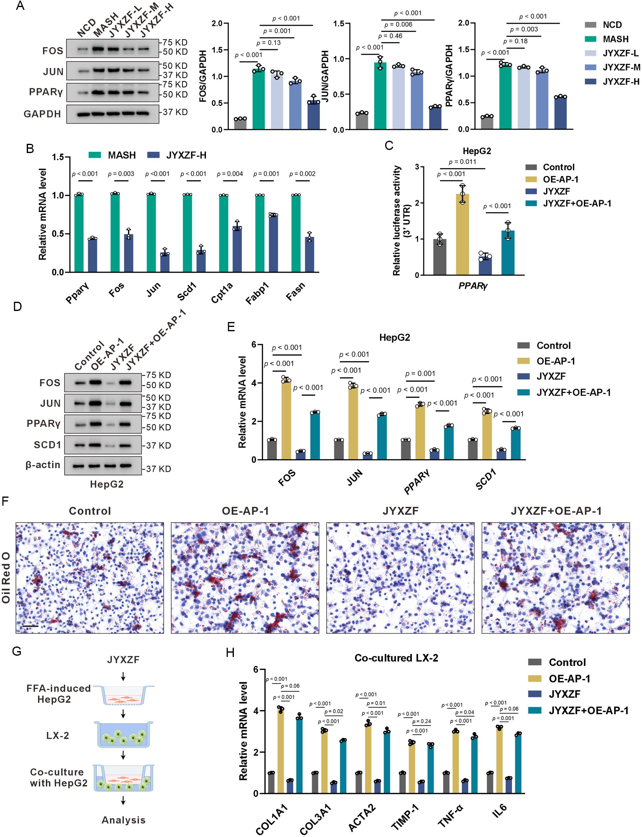 AP-1 modulation and PPARγ/SCD1-related measurements in liver tissues and FFA-induced HepG2 cells.