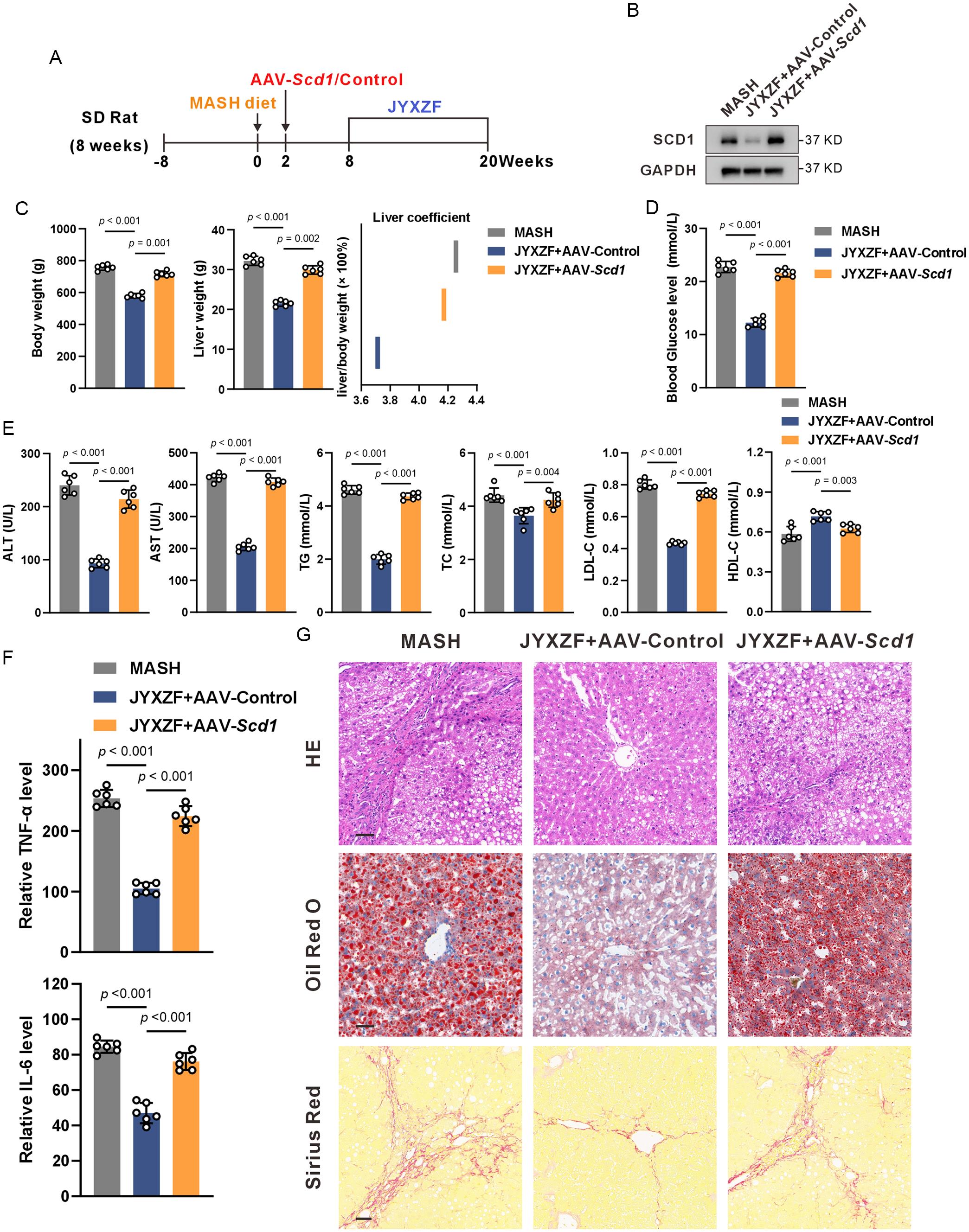 Metabolic, biochemical, and histological measurements in MASH rats with AAV-mediated <italic>Scd1</italic> overexpression and JYXZF treatment.
