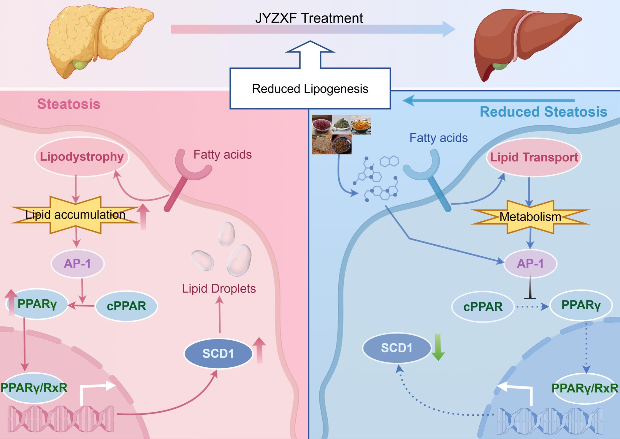 Schematic diagram of the molecular mechanism of JYXZF in treating MASLD.