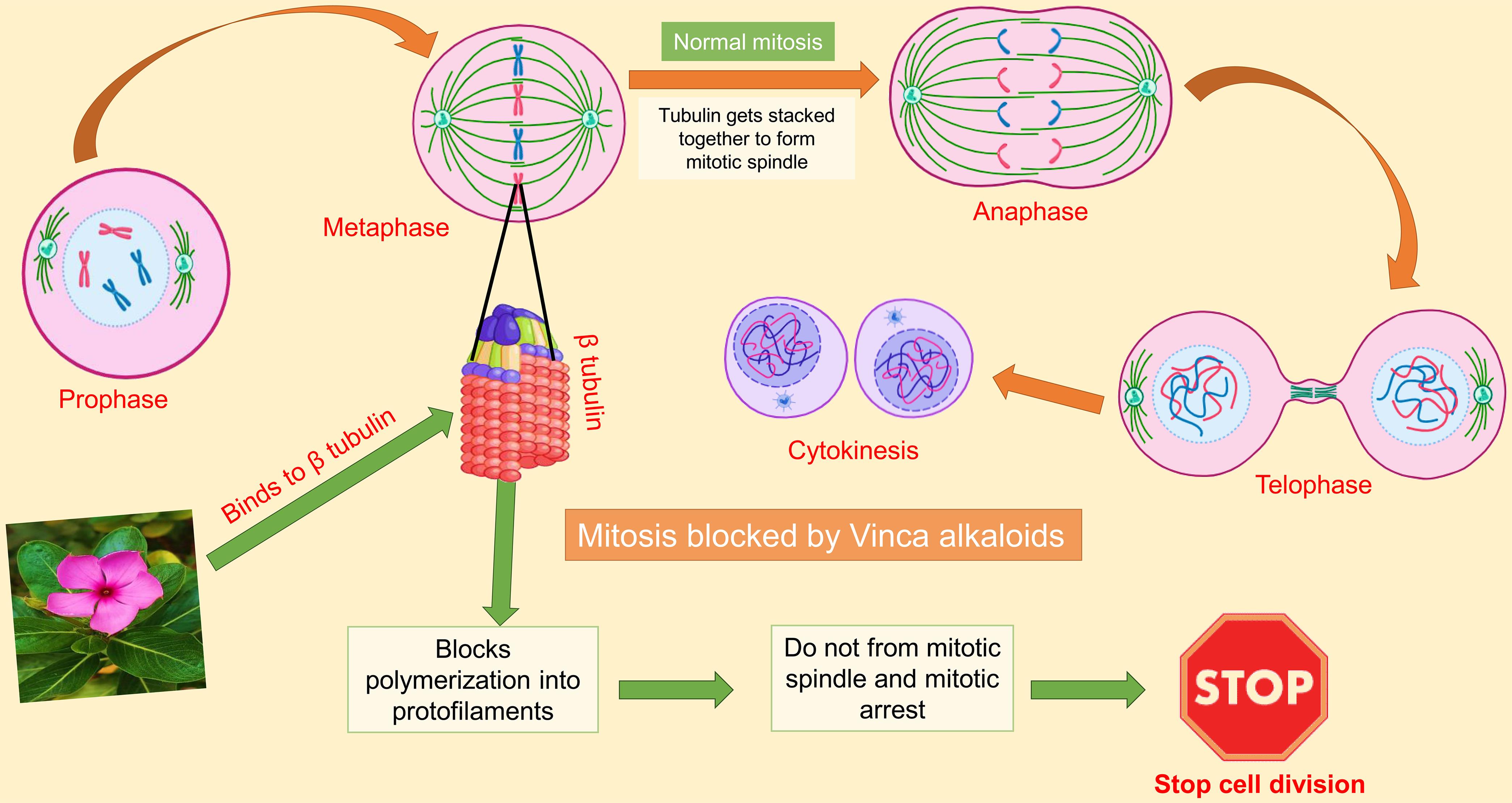 Anticancer action of <italic>C. roseus</italic>: In the first part, normal mitosis occurs in the cancer cell.