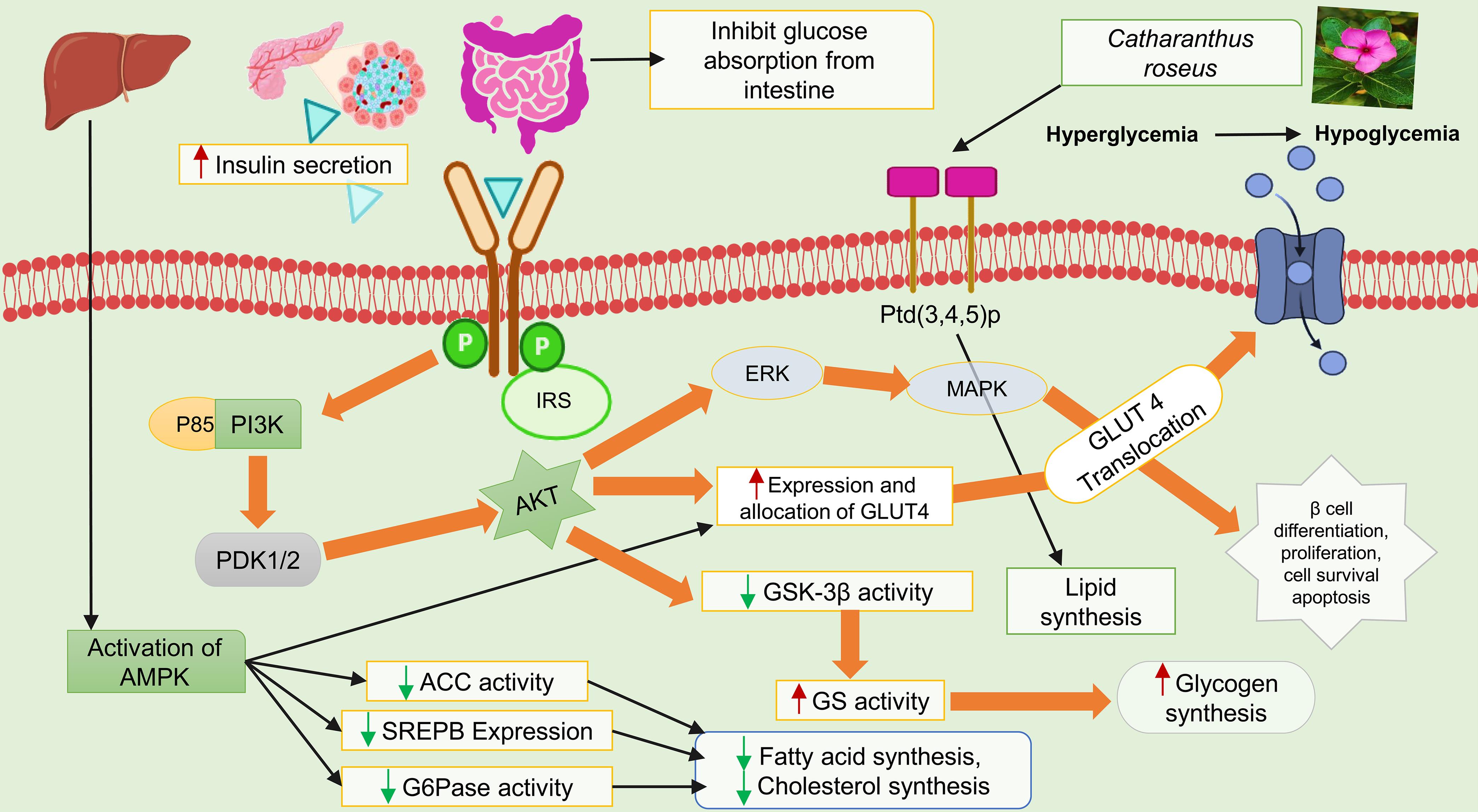 Different neuroprotective actions of <italic>C. roseus: C. roseus</italic> has various neuroprotective effects, including anticholinesterase activity, which increases Ach levels.