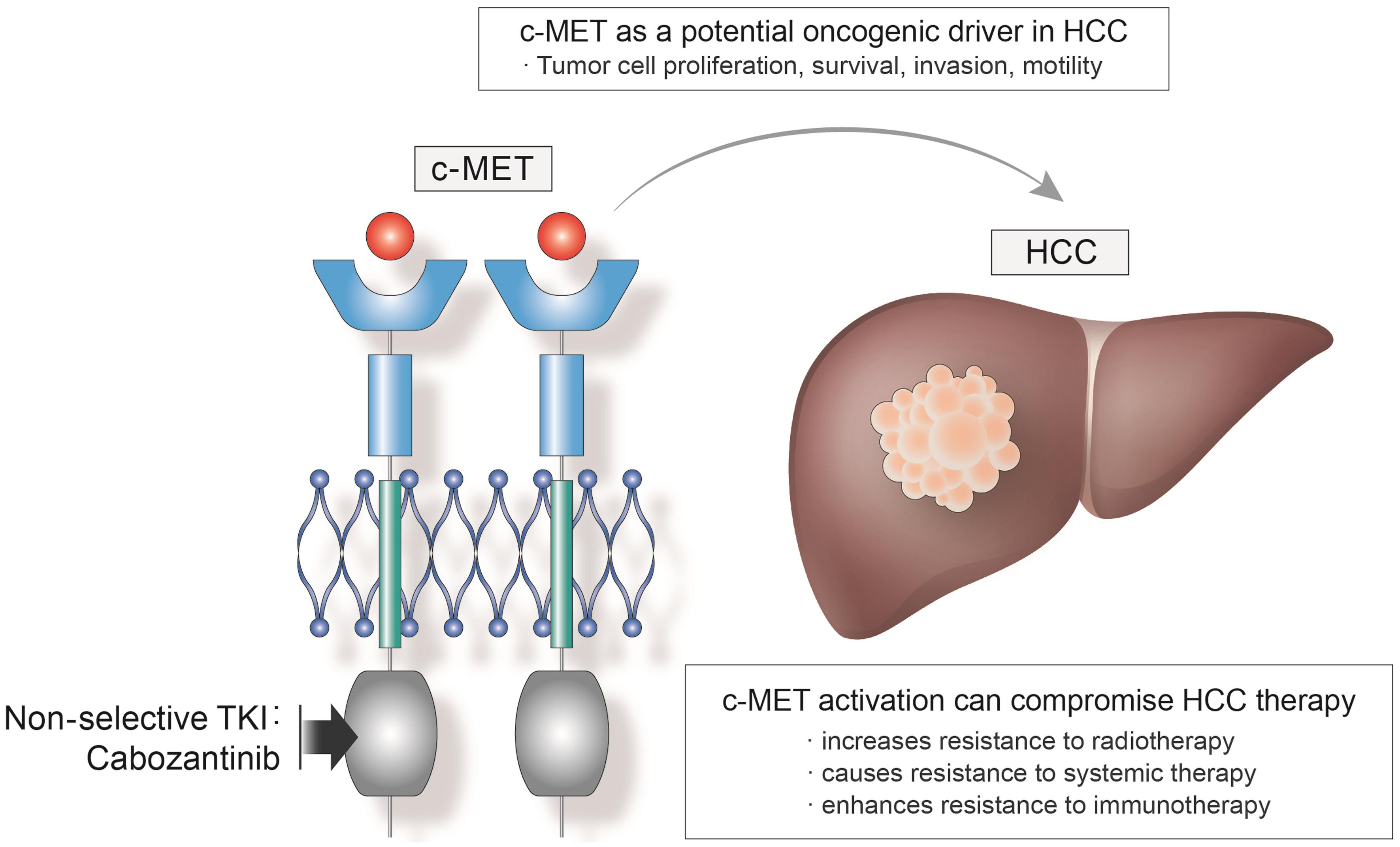 Effects of c-MET on the development and treatment of HCC.