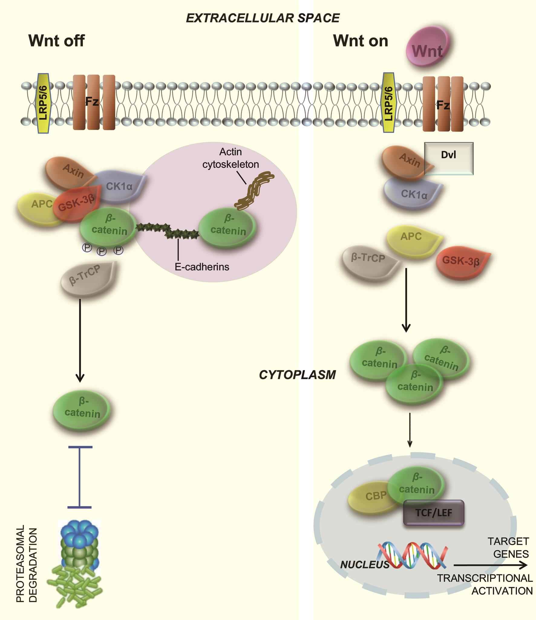 Activated and inactivated canonical Wnt signaling.