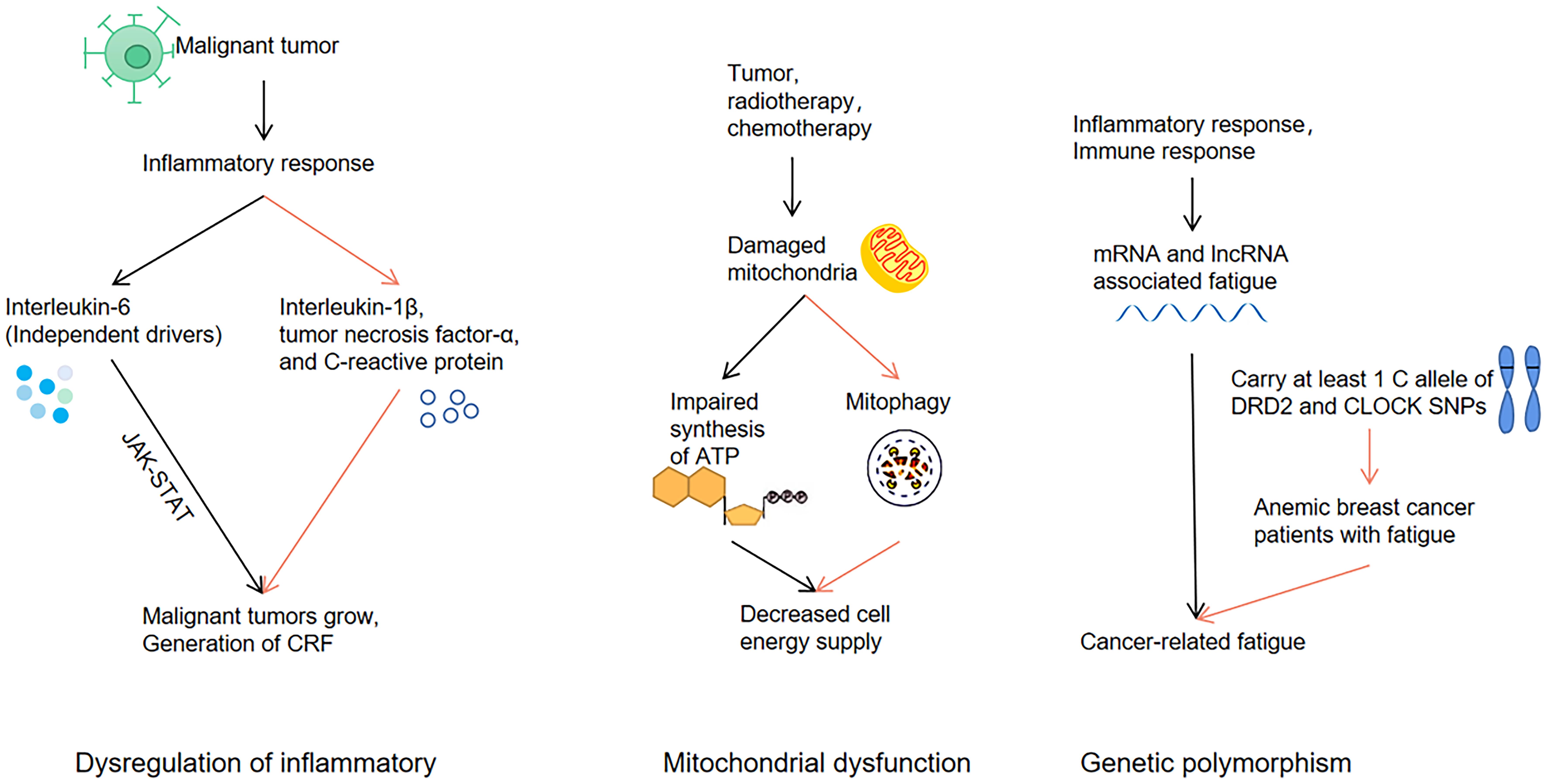 Pathogenesis of CRF in dysregulation of inflammatory, mitochondrial dysfunction and genetic polymorphism.