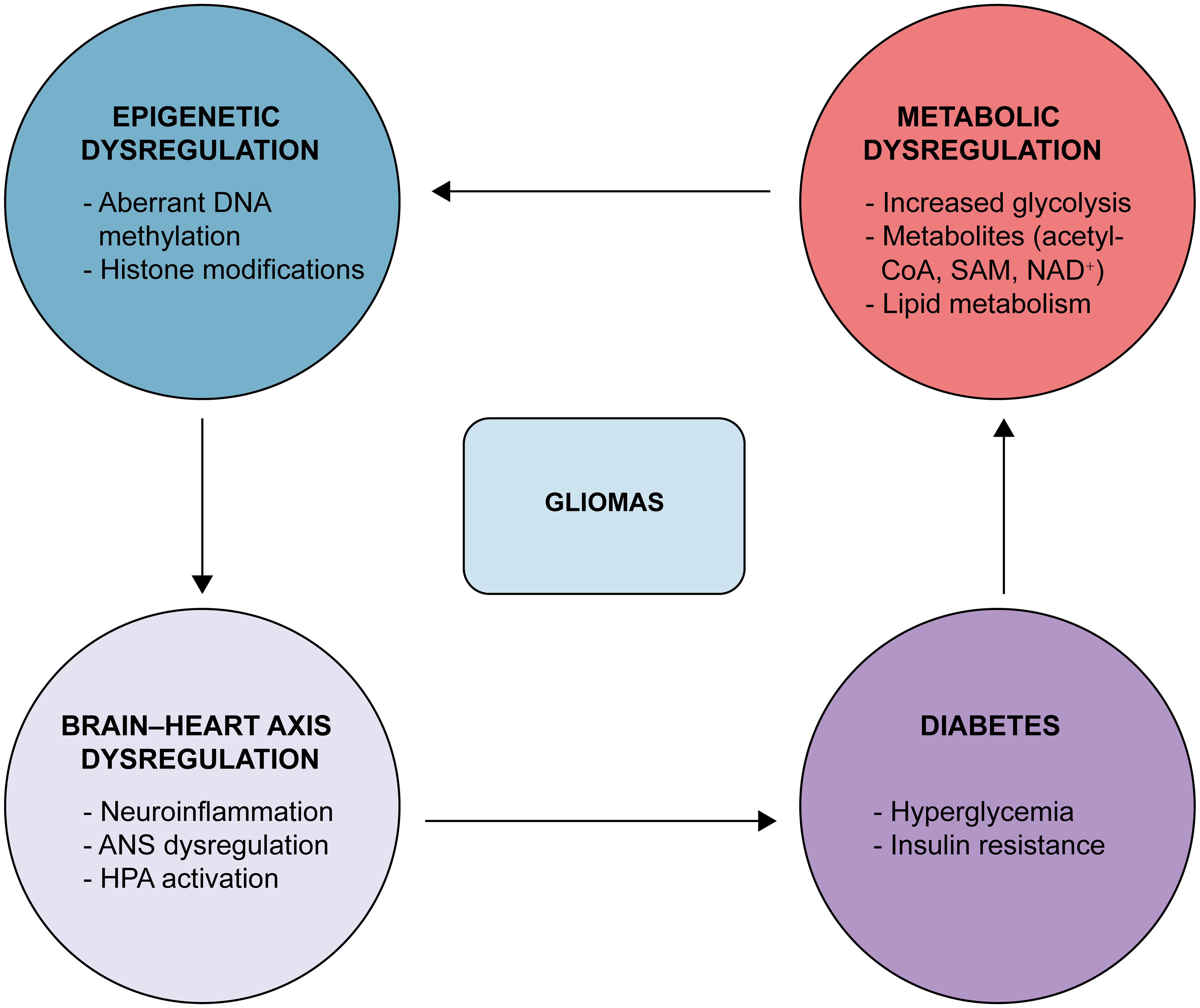 Metabolic–epigenetic feedback loop.